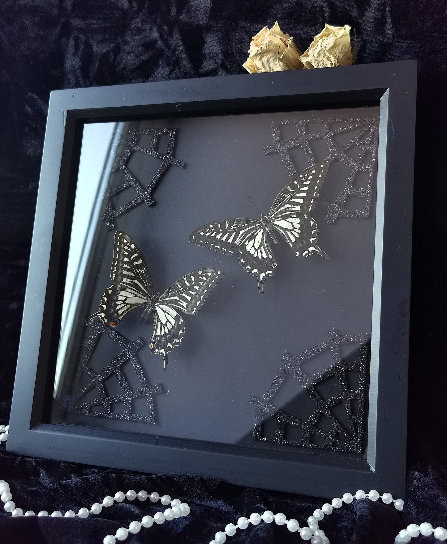 asian swallowtail butterflies entomology frame with spiderweb corners