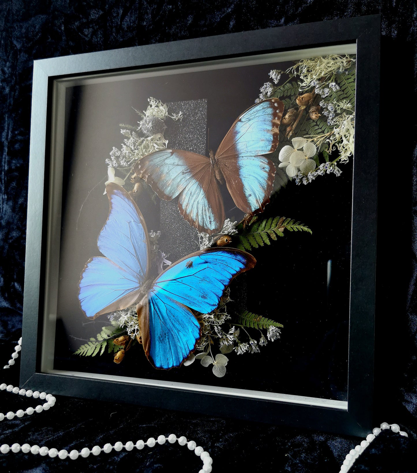 Blue Morphos frame