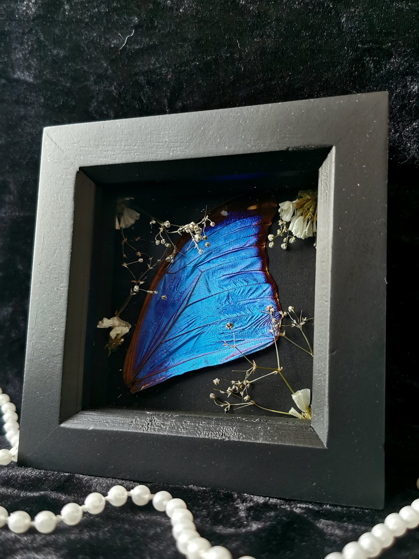 blue morpho wing entomology frame with dried flowers