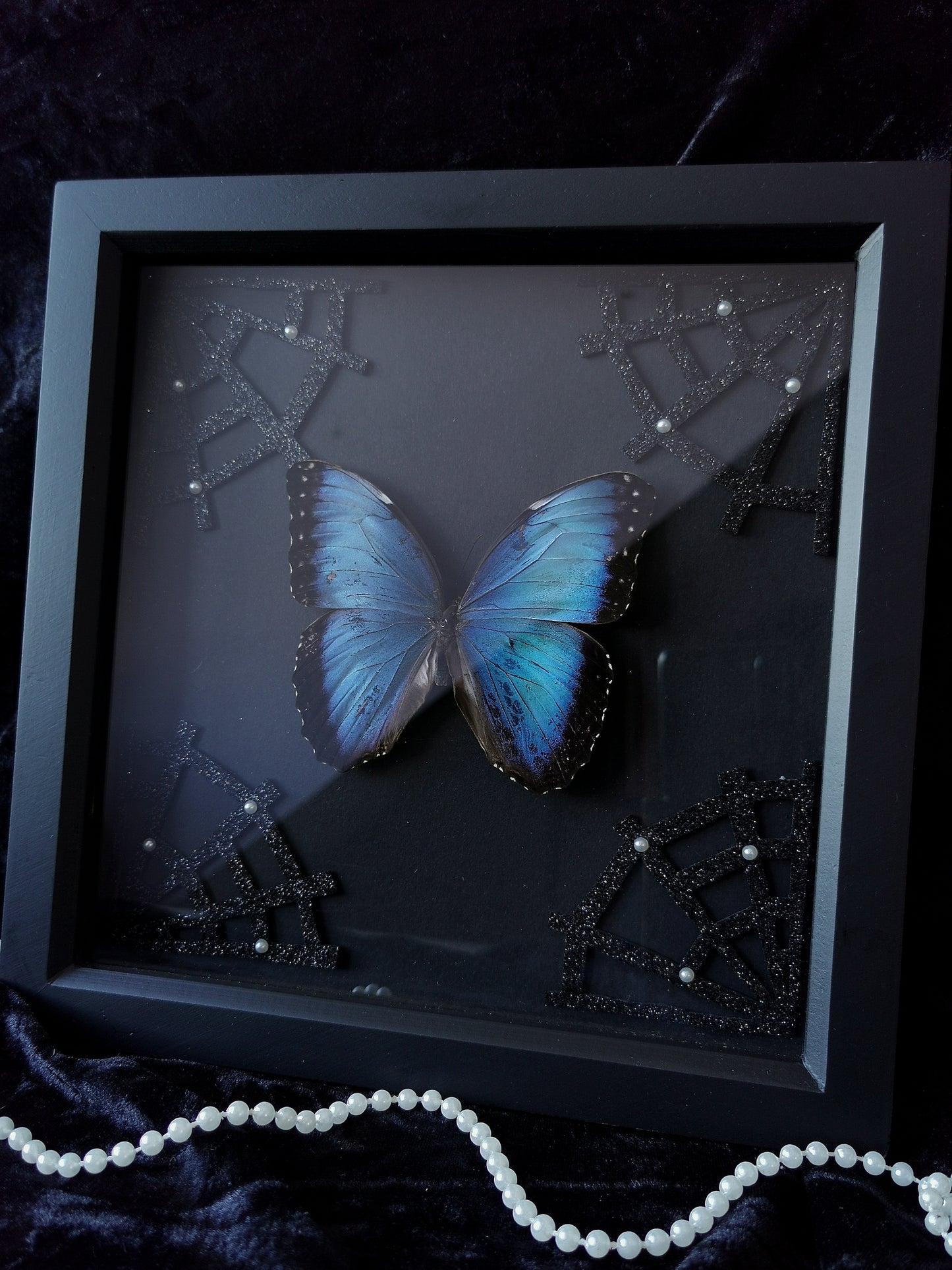 Banded Blue Morpho entomology frame with glitter spiderwebs