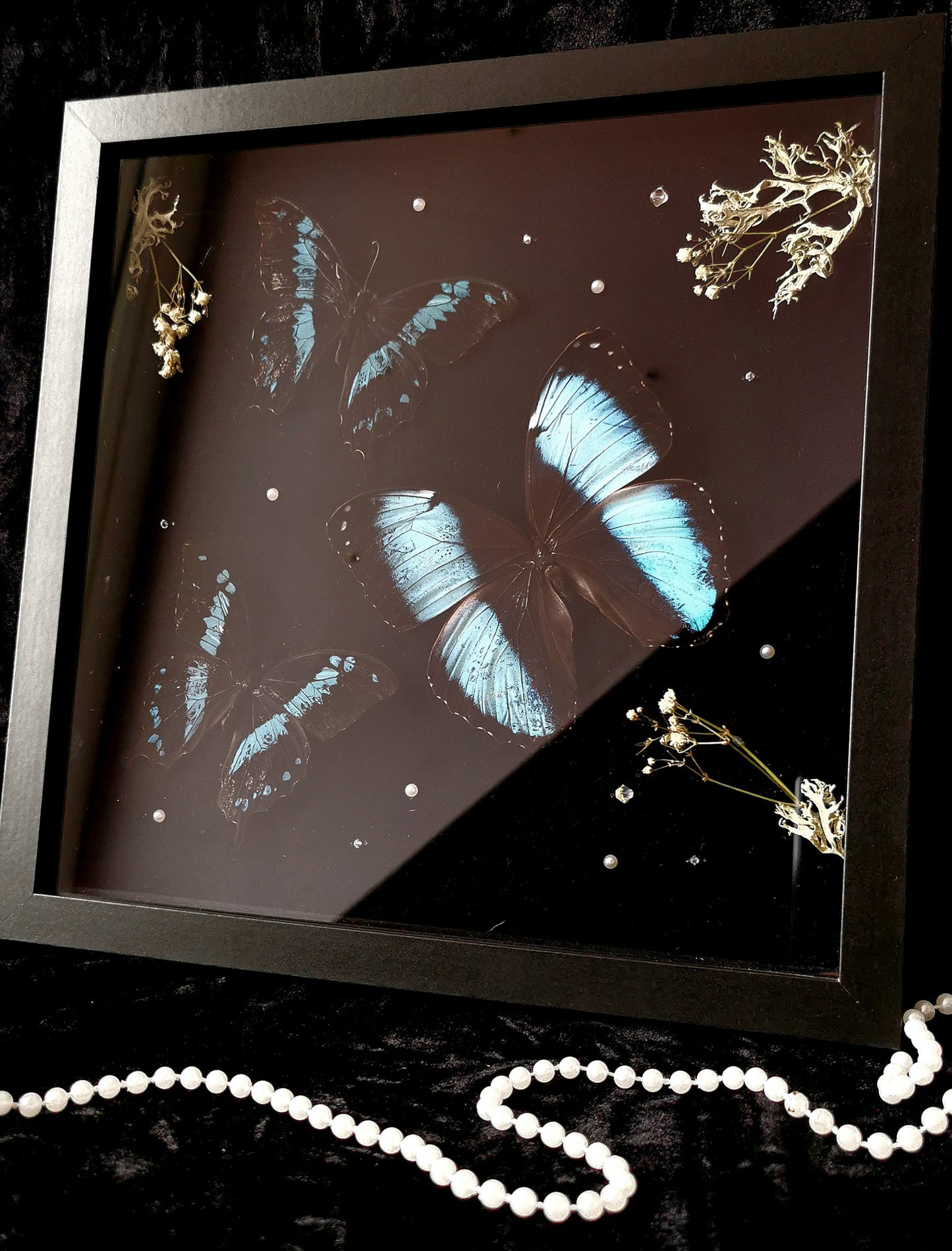 Banded Blue Morpho/ Banded Blue Swallowtails entomology frame with Swarovski crystals