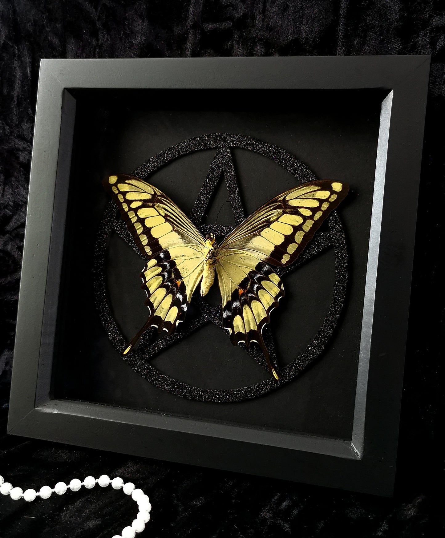 King Swallowtail pentagram frame