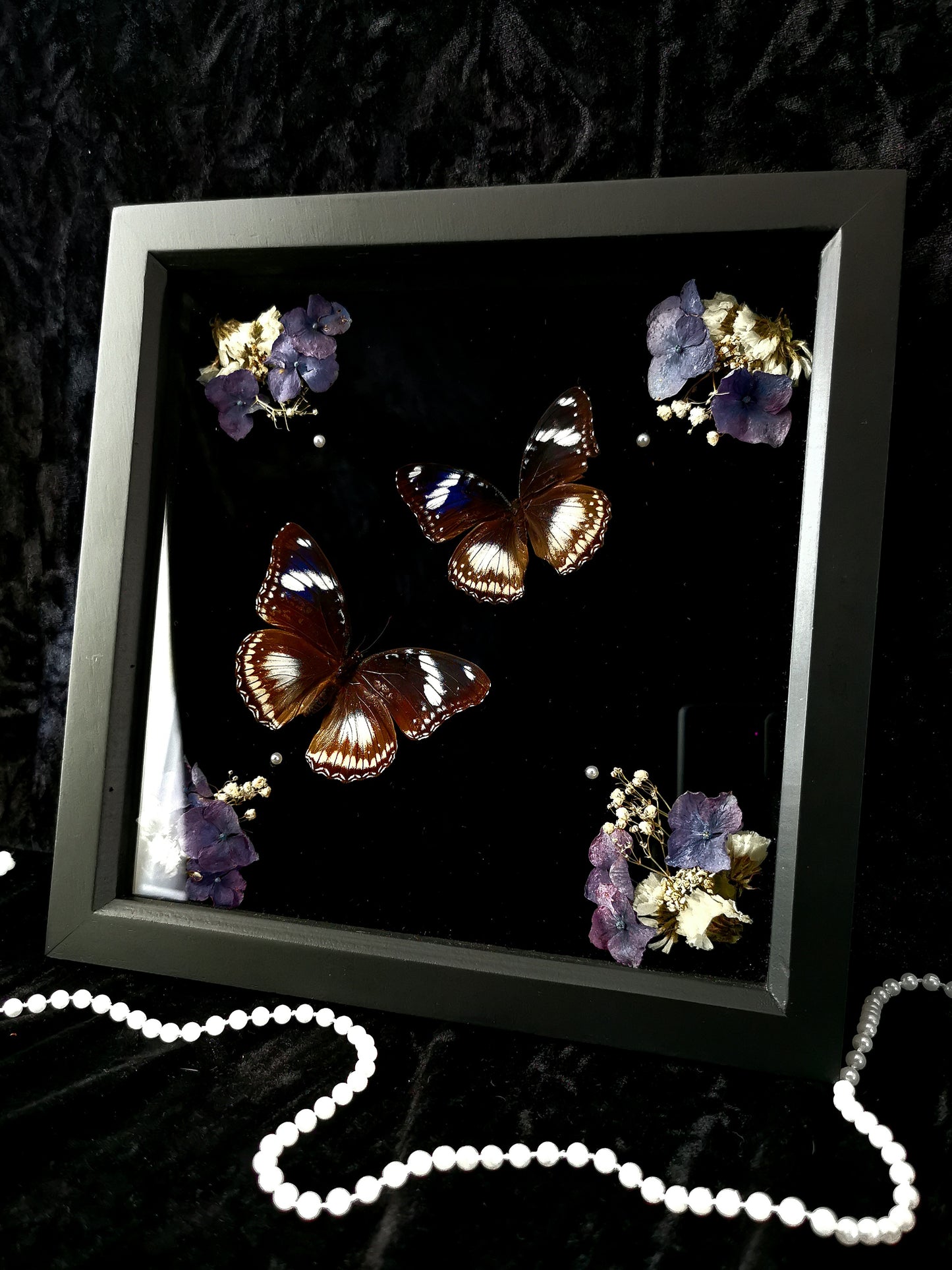 Blue Moon butterflies frame with dried flowers