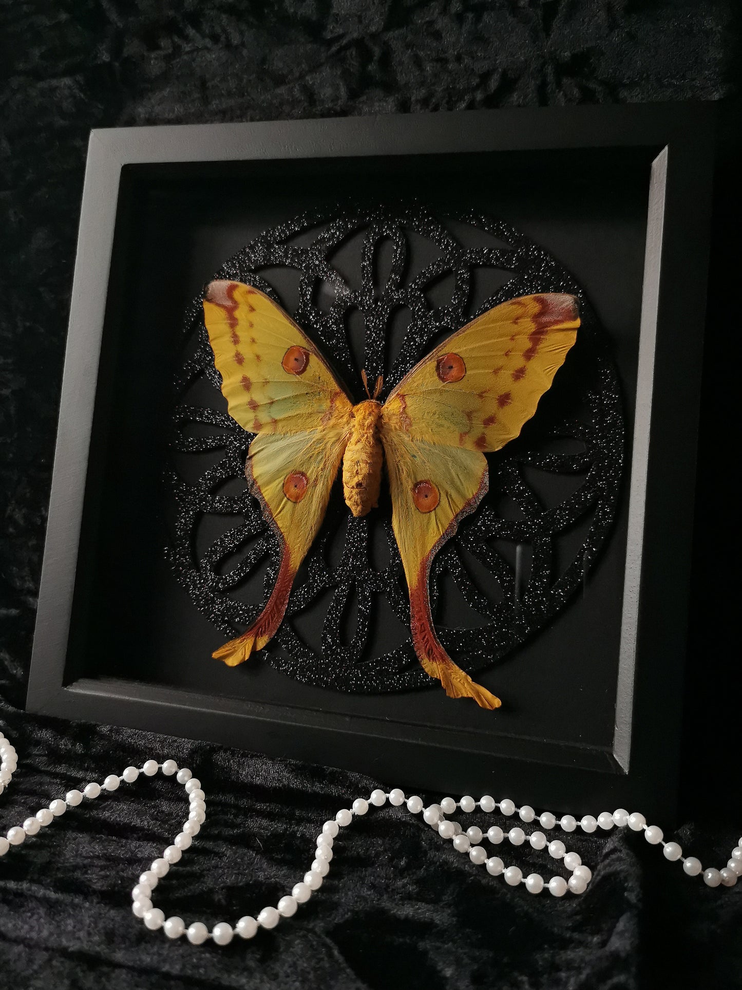 Madagascan Moon Moth frame with black glitter gothic window