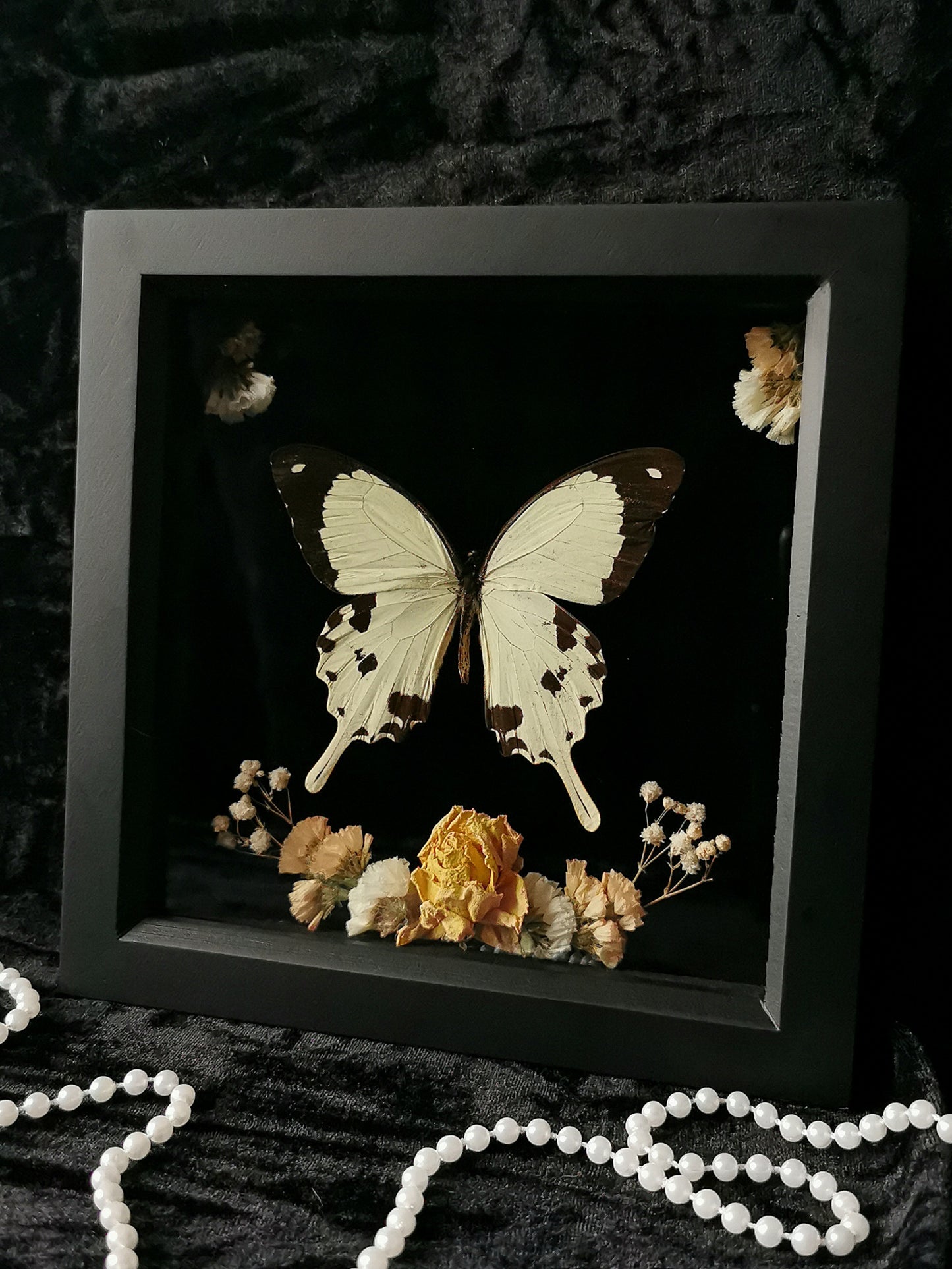 Saharan swallowtail butterfly frame with dried flowers