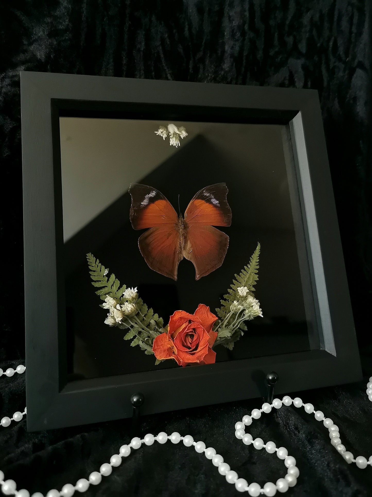 Madagascan Mother of pearl butterfly frame with dried flowers