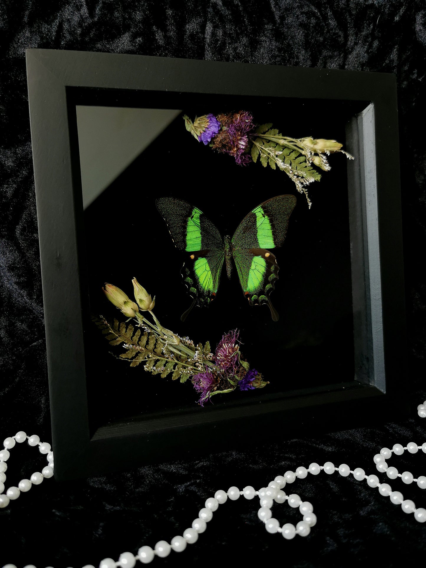 Emerald swallowtail butterfly frame with dried flowers