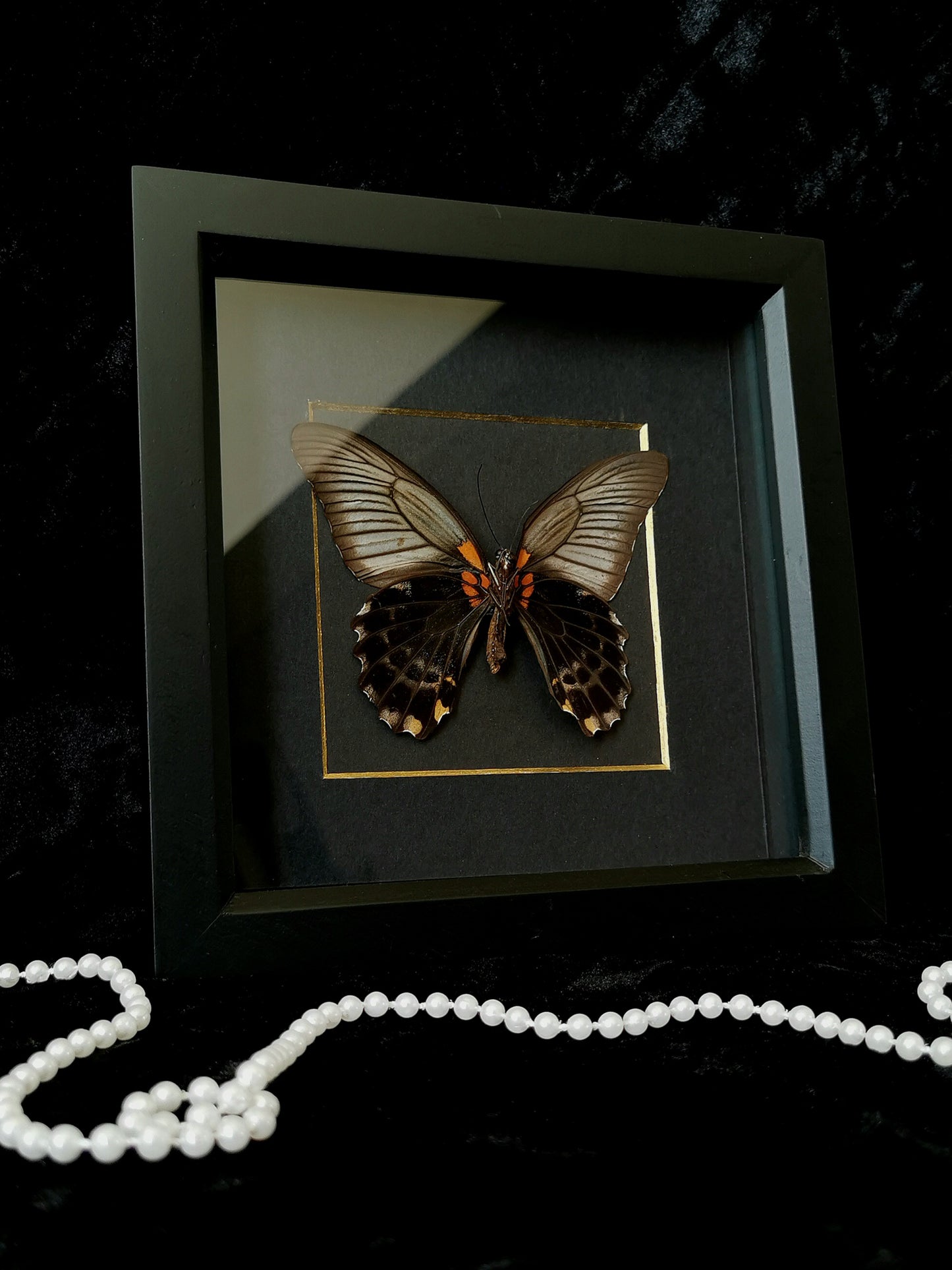 Great Mormon butterfly minimalist entomology frame