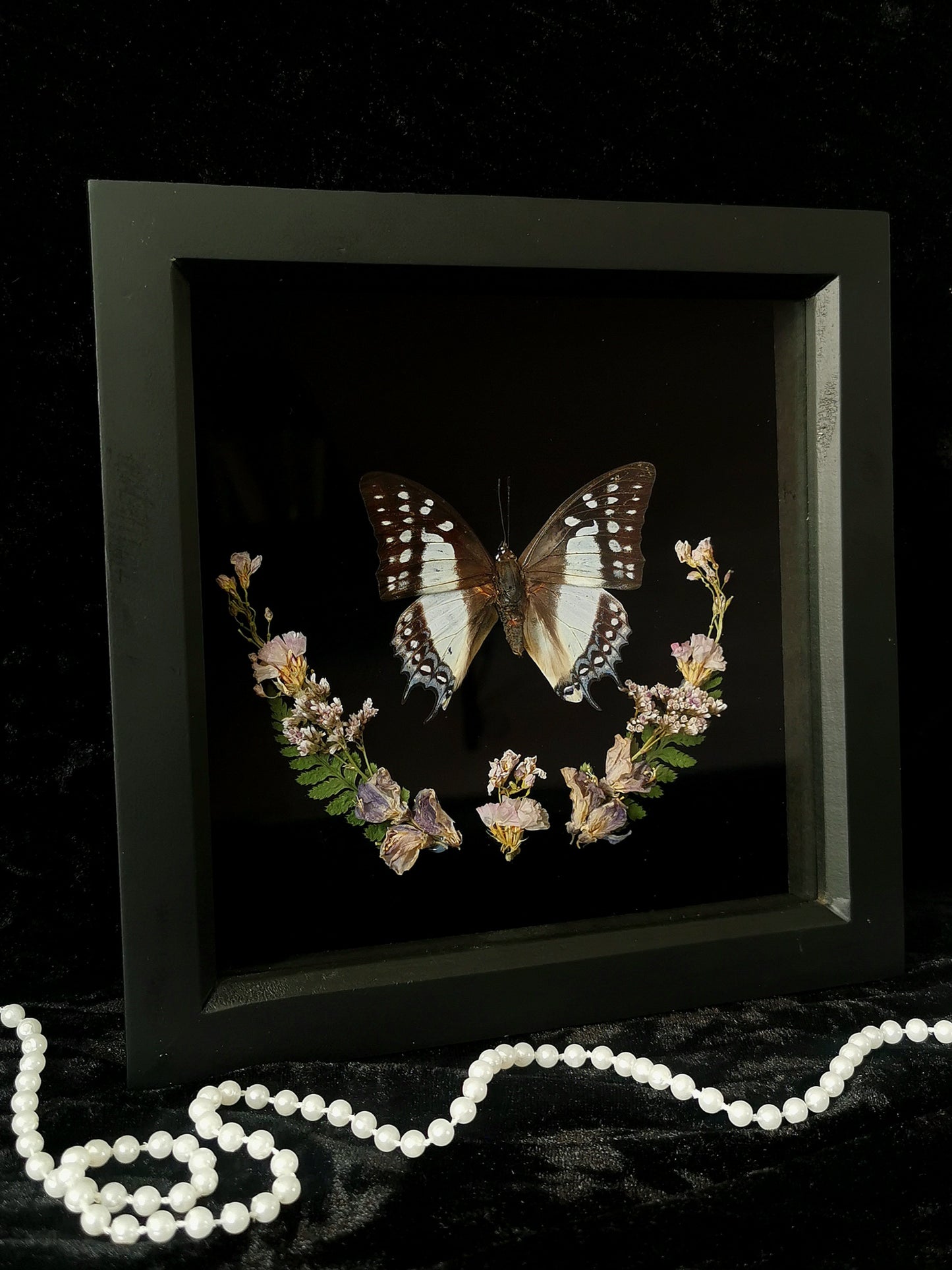 Chinese Nawab butterfly entomology frame with dried flowers