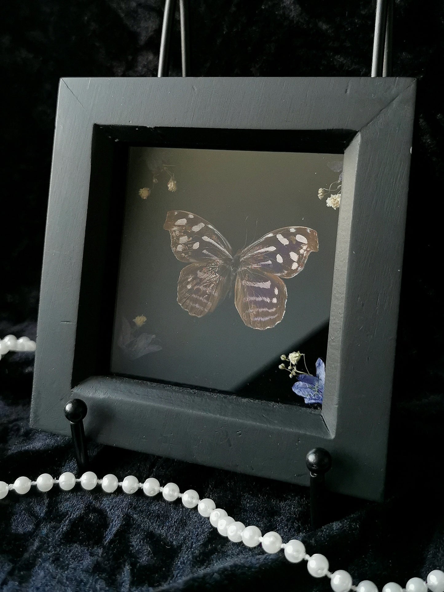 Blue Wave butterfly frame with dried flowers