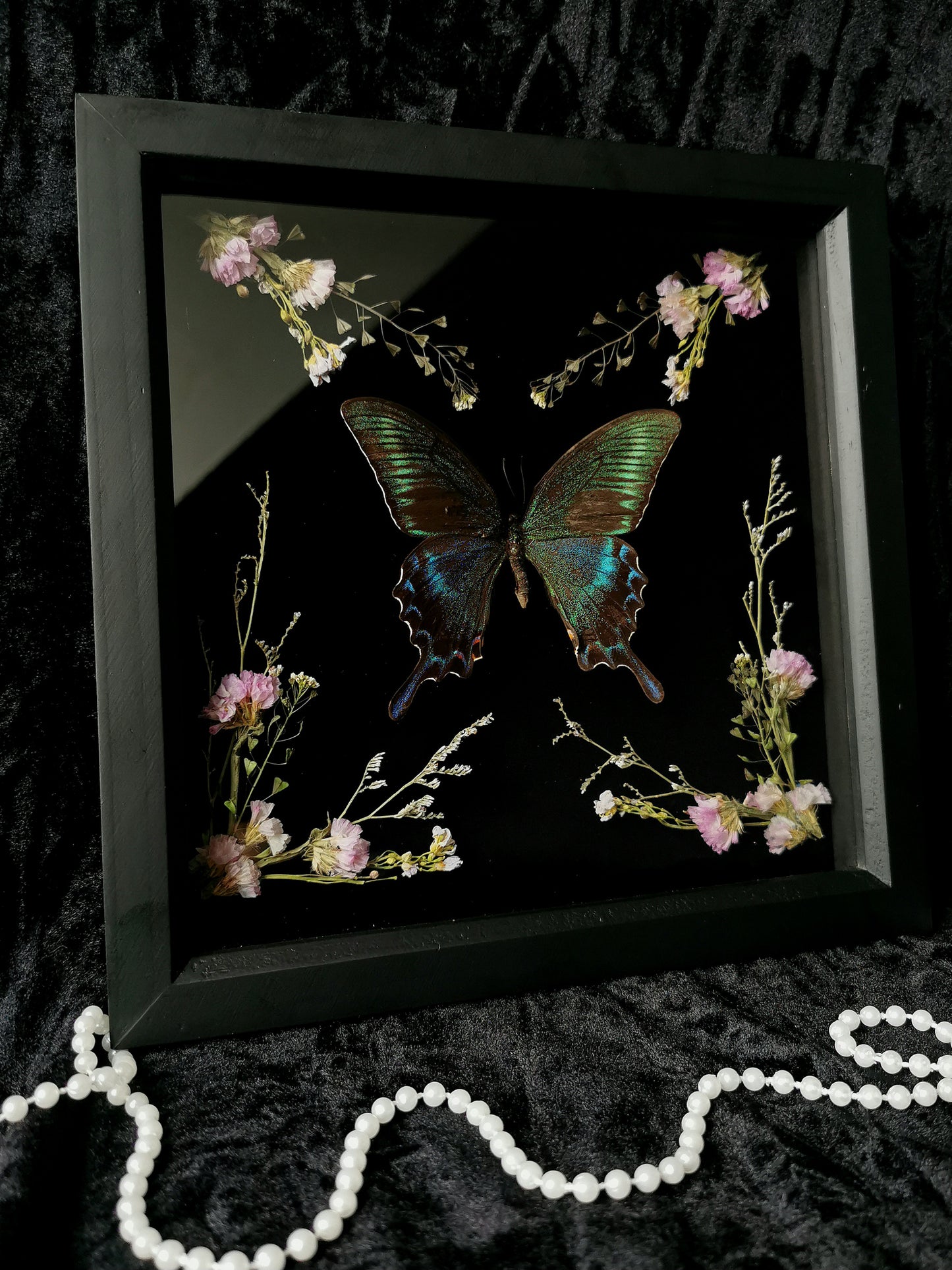 Alpine Black Swallowtail entomology frame with dried flowers
