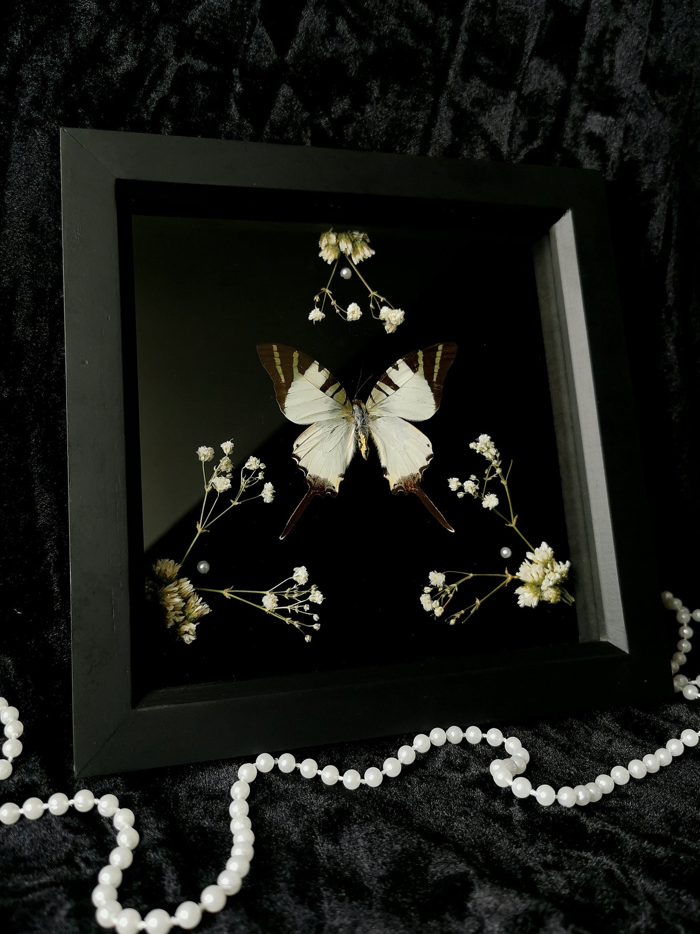 Fivebar swordtail butterfly frame with dried flowers