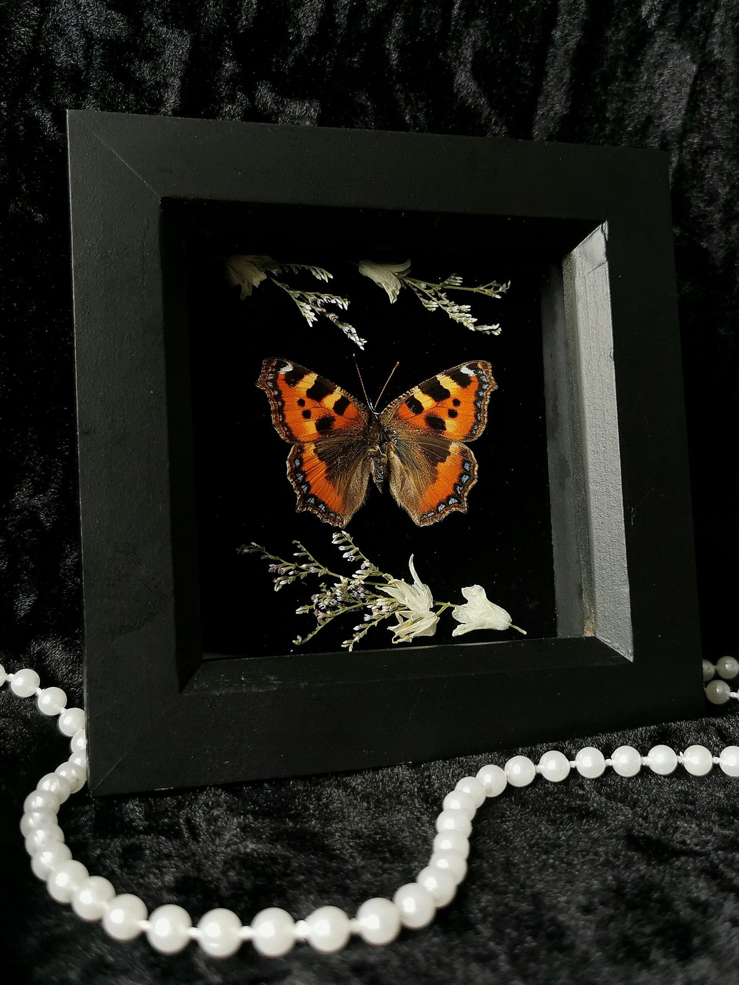 Small Tortoiseshell butterfly frame with dried flowers