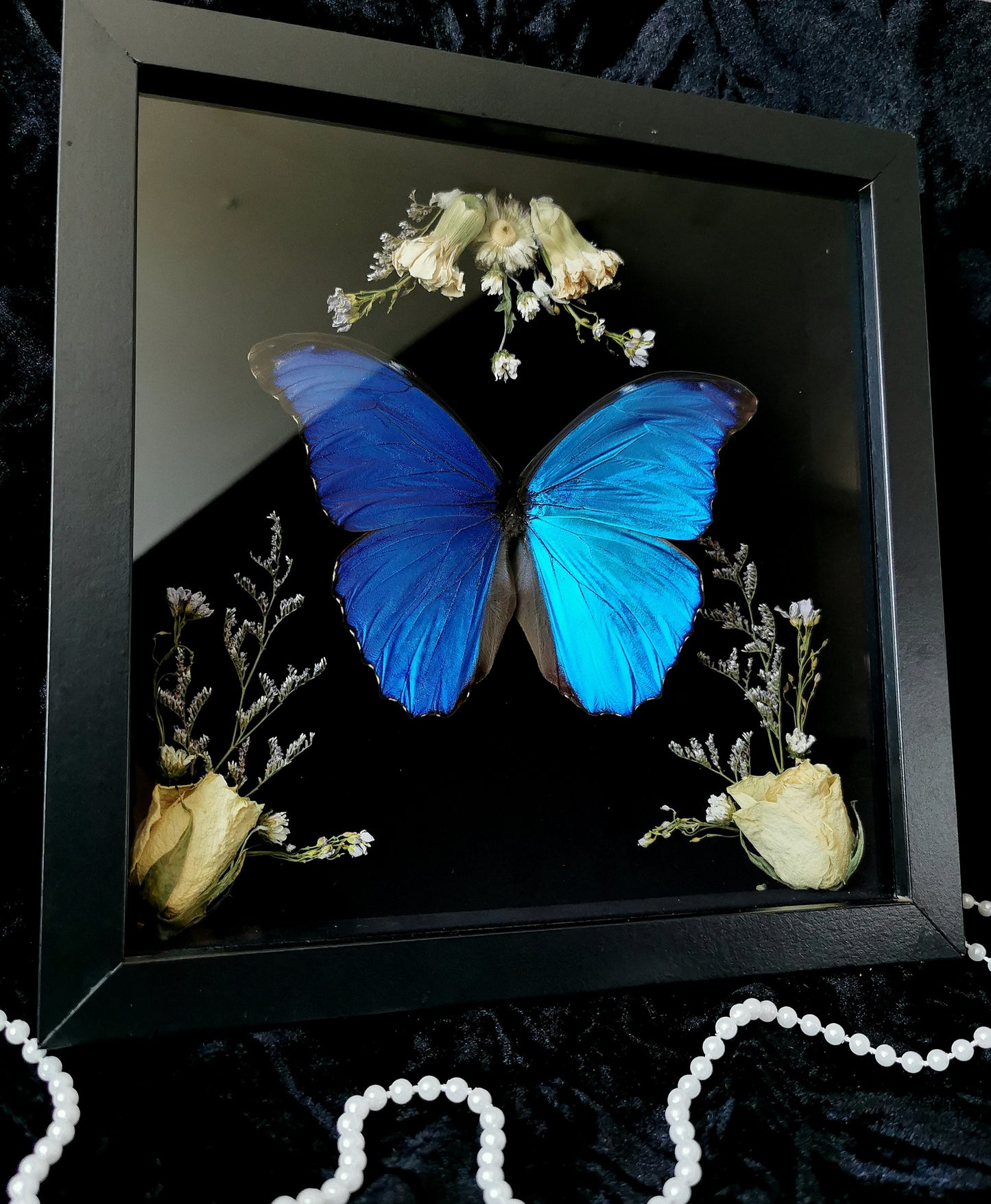 Blue Morpho butterfly frame with dried flowers