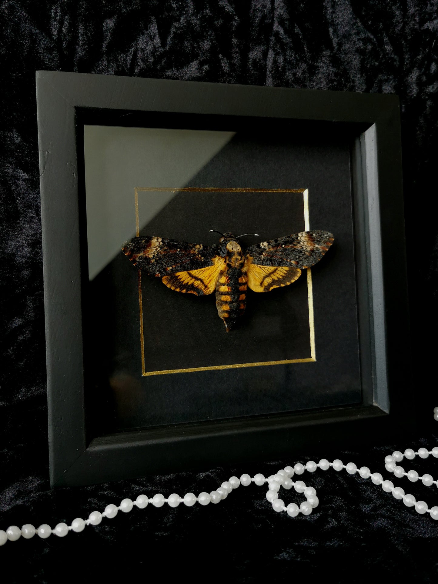 Death's Head Hawk Moth minimalist frame