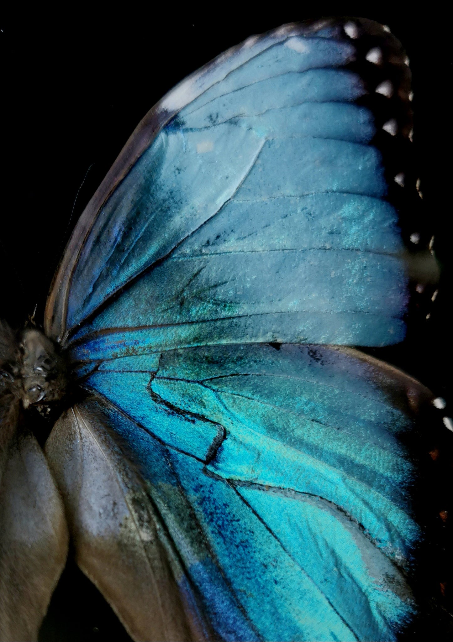 Helenor Blue Morpho butterfly frame with dried flowers