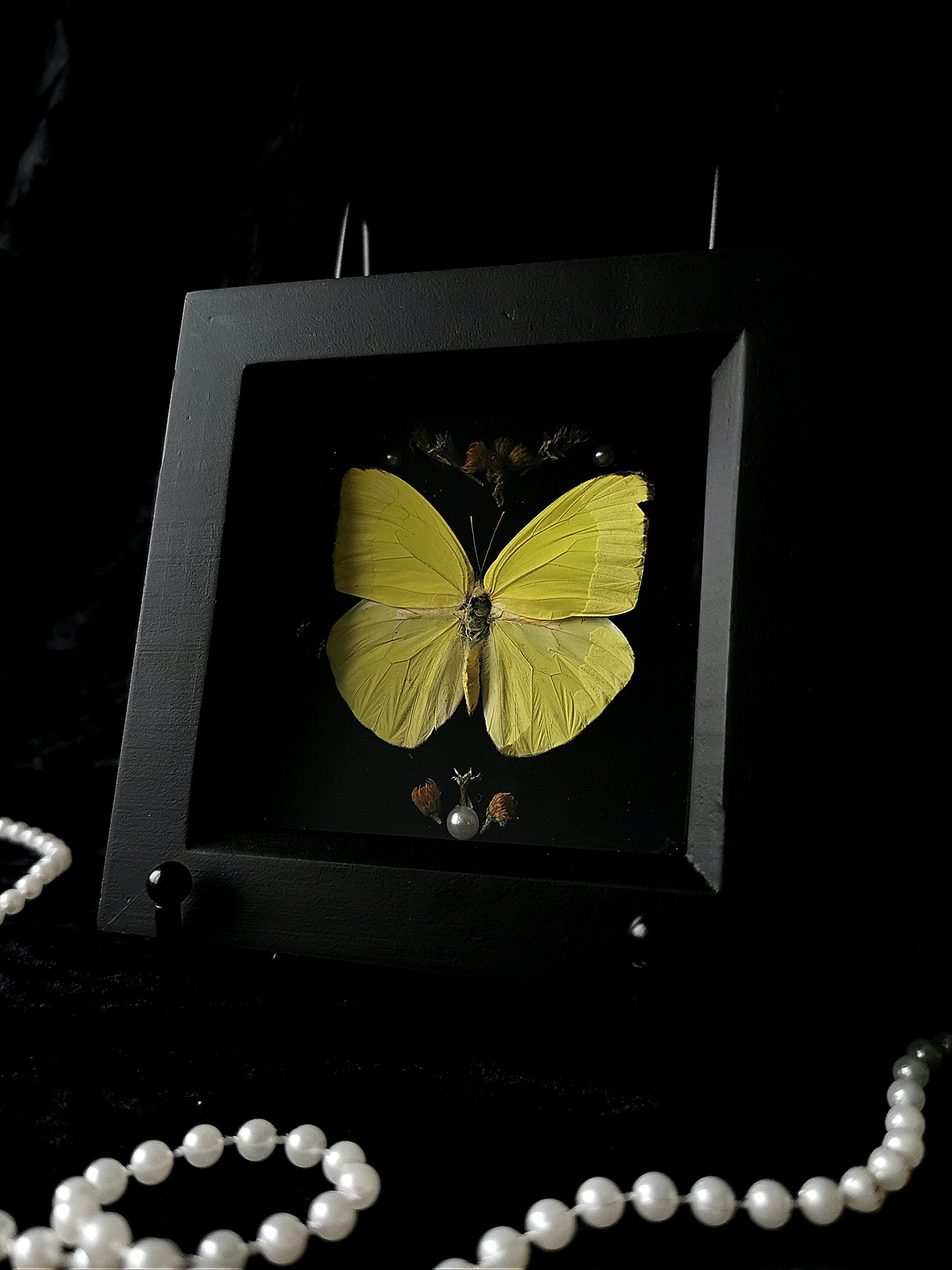 Sulphur butterfly frame
