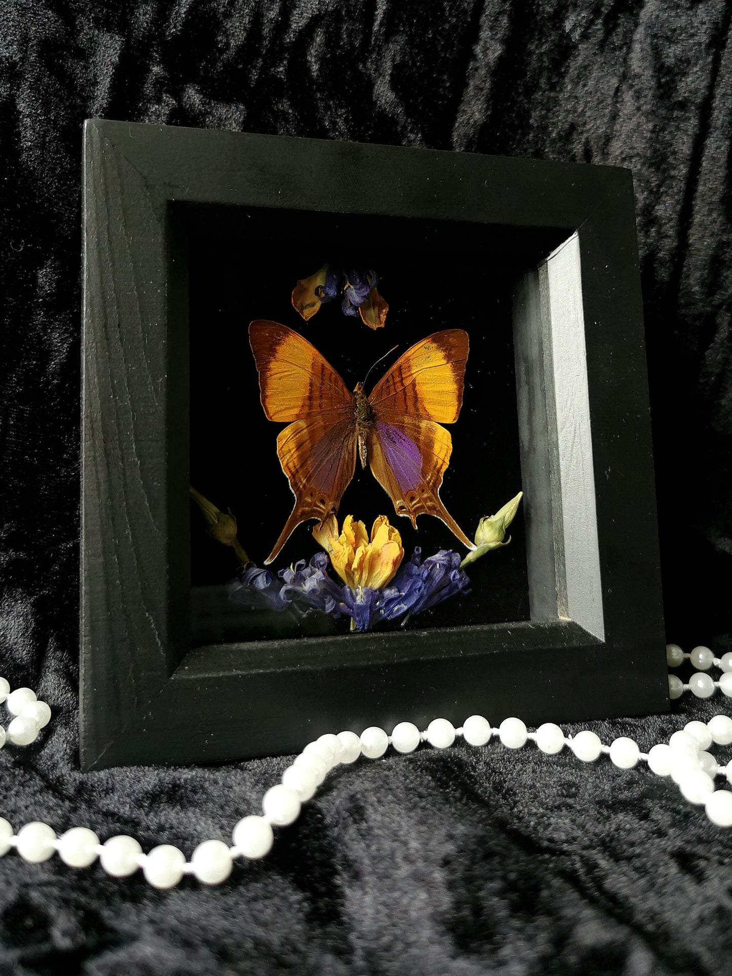 Purple Daggerwing butterfly frame with dried flowers