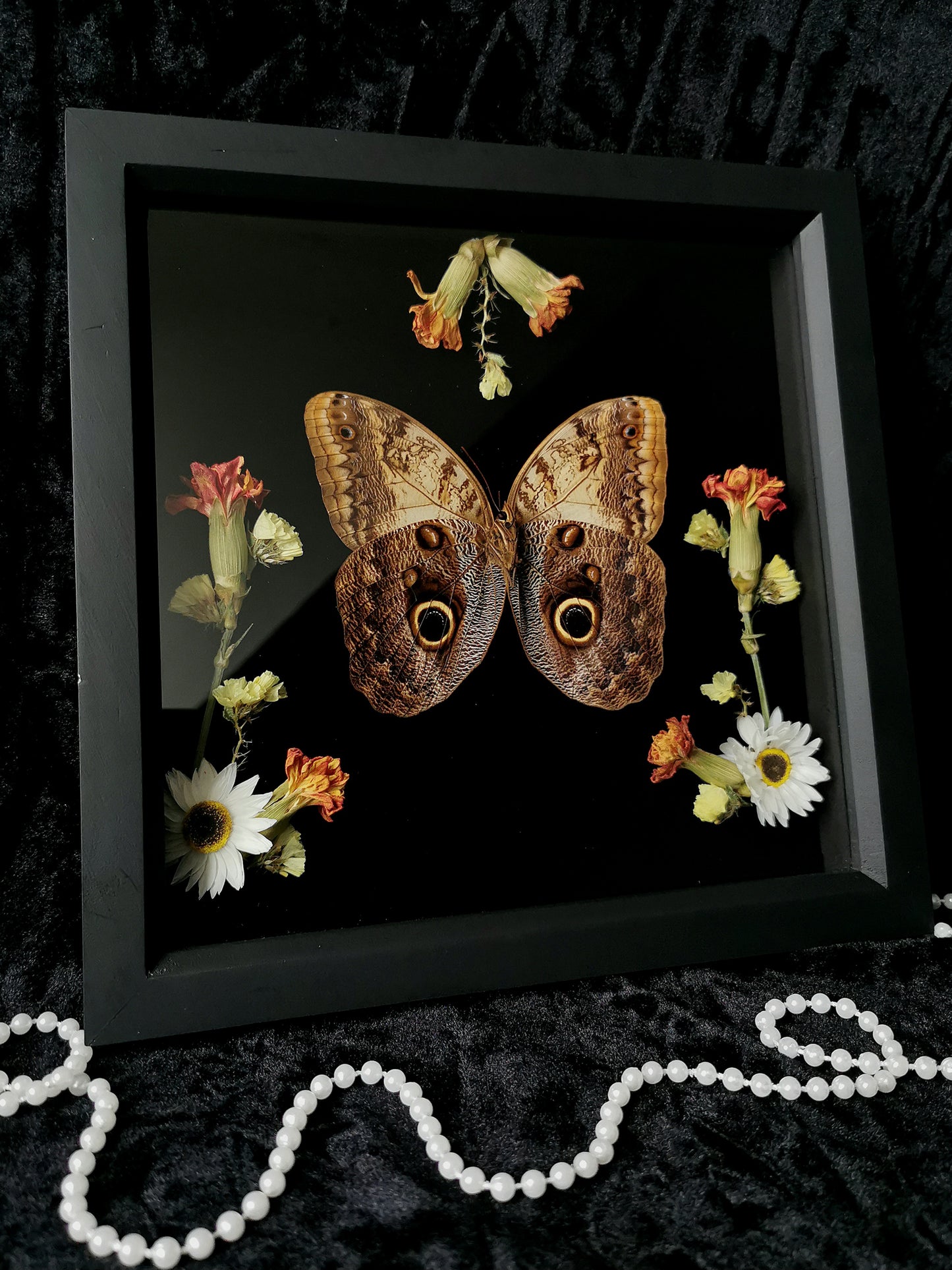 Giant Forest Owl butterfly frame with dried flowers