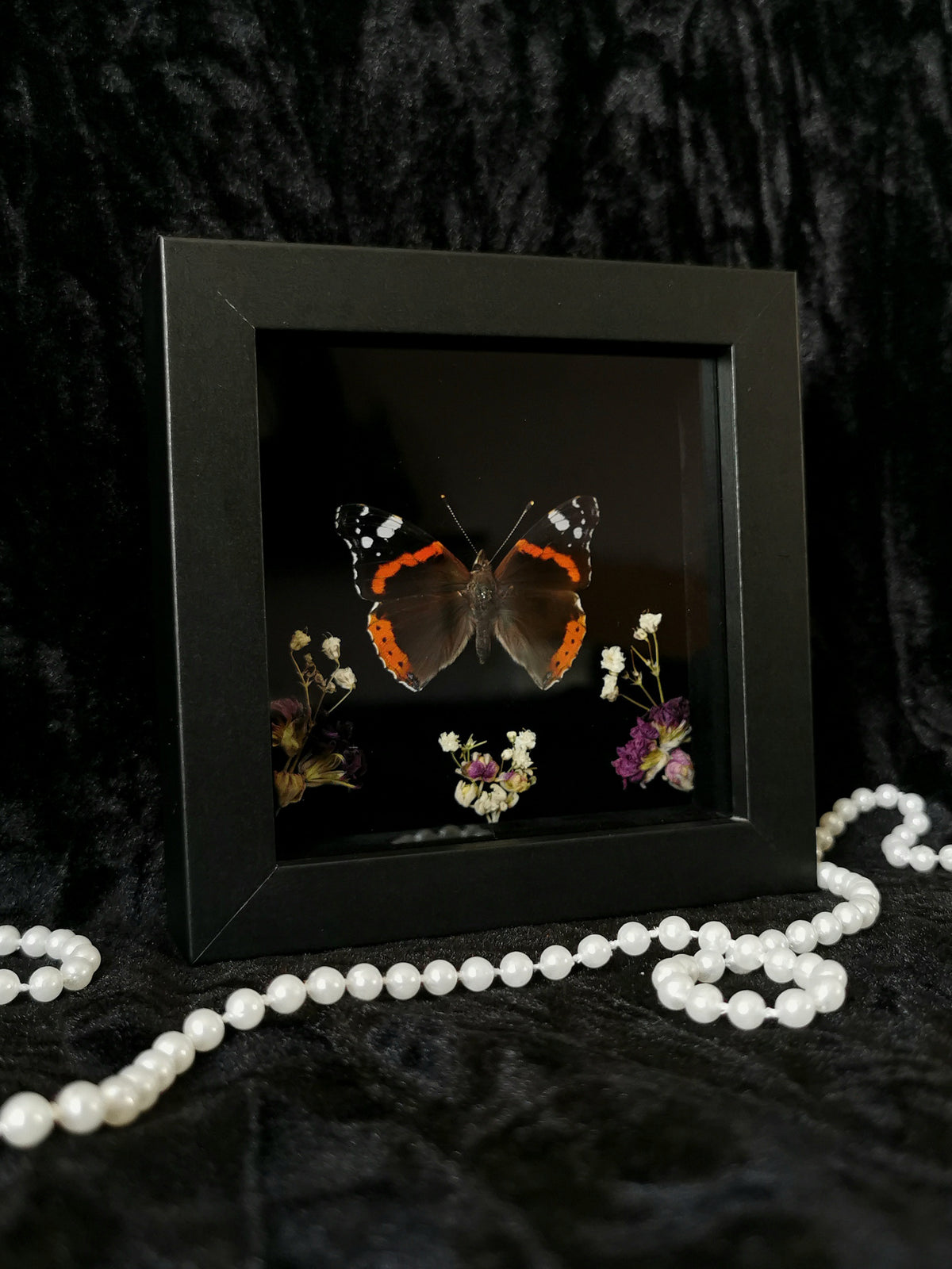 Red Admiral butterfly entomology frame with dried flowers