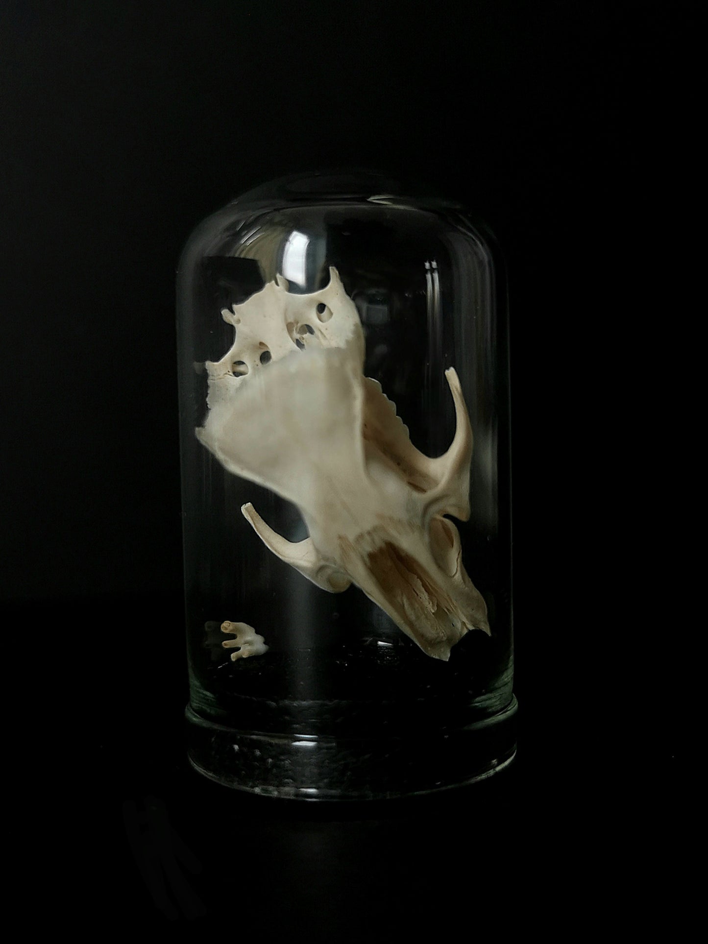 Small rat skull dome
