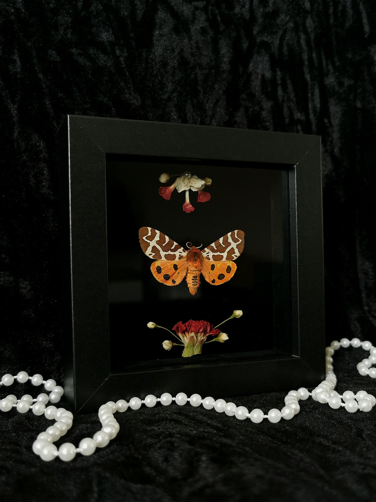 Garden Tiger moth entomology frame with dried flowers