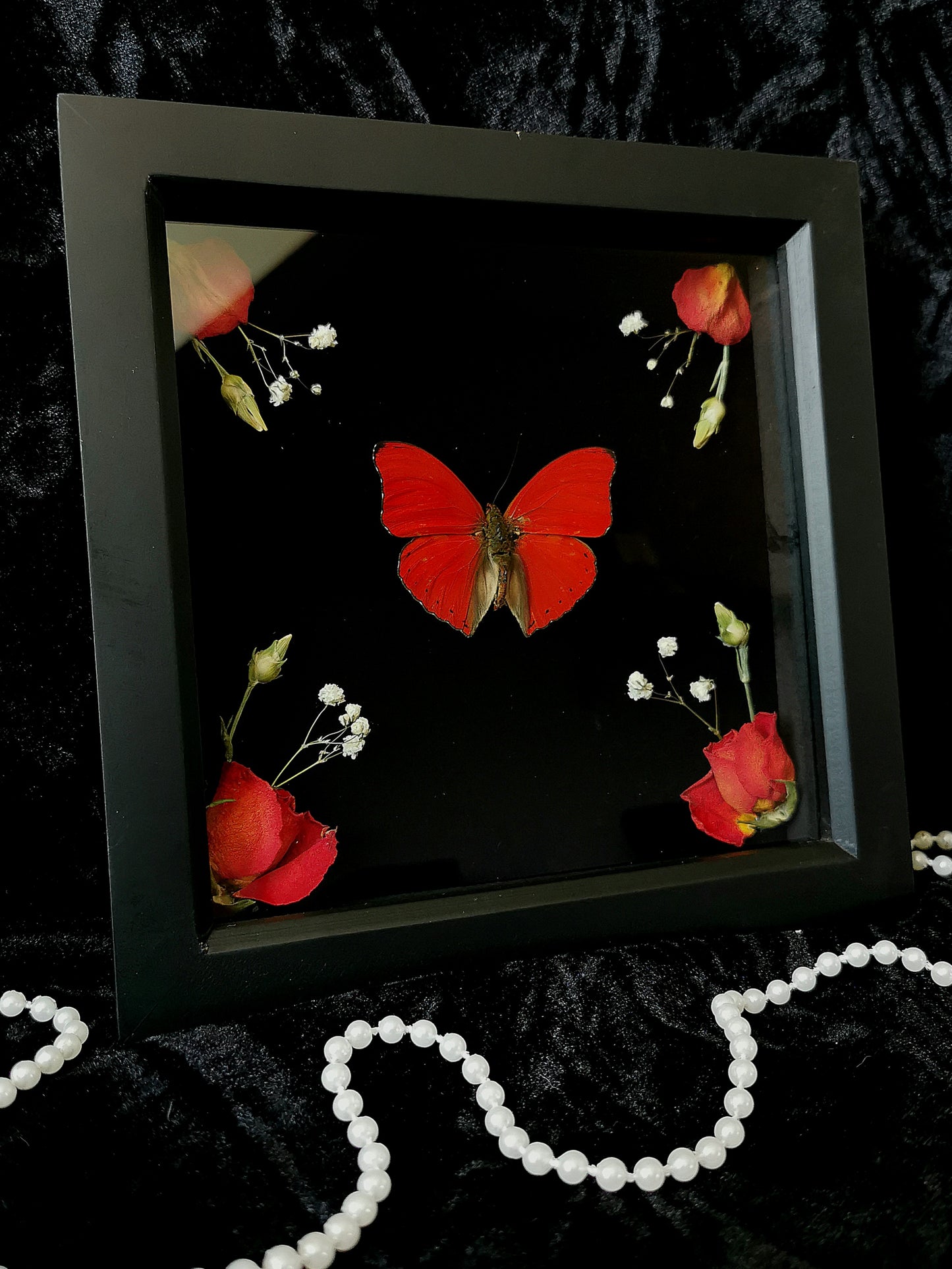 Blood Red Glider butterfly frame with dried flowers