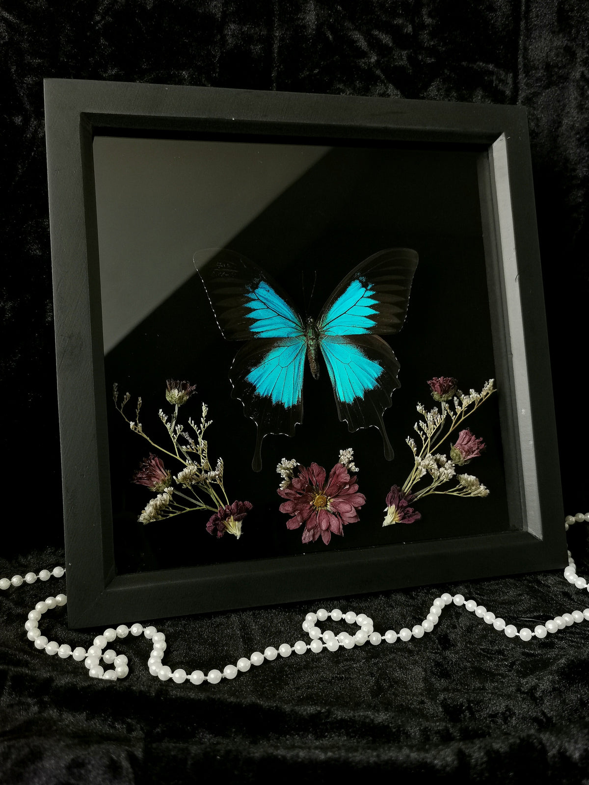 Blue Mountain Swallowtail