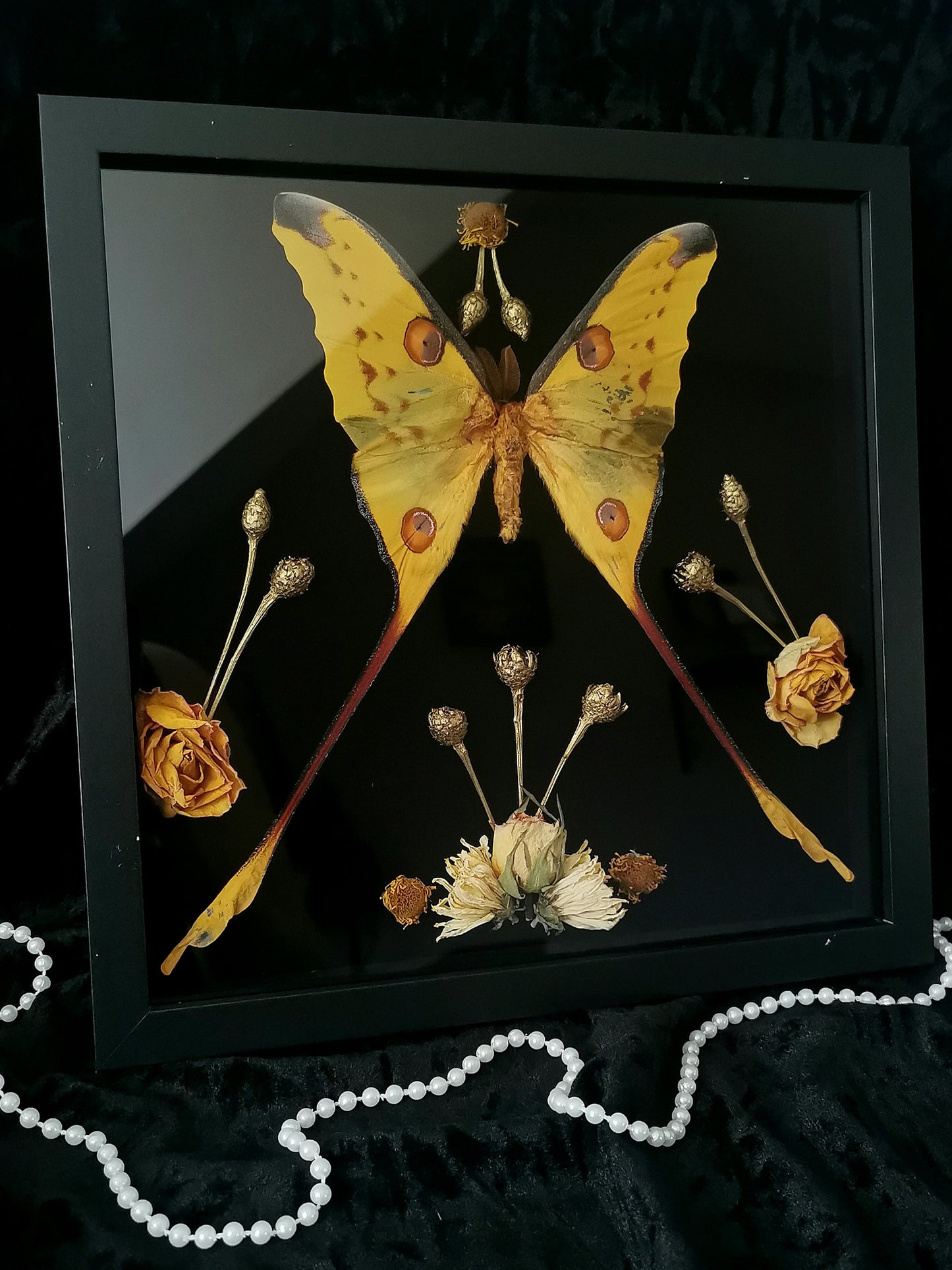 Madagascan Moon Moth entomology frame with dried flowers