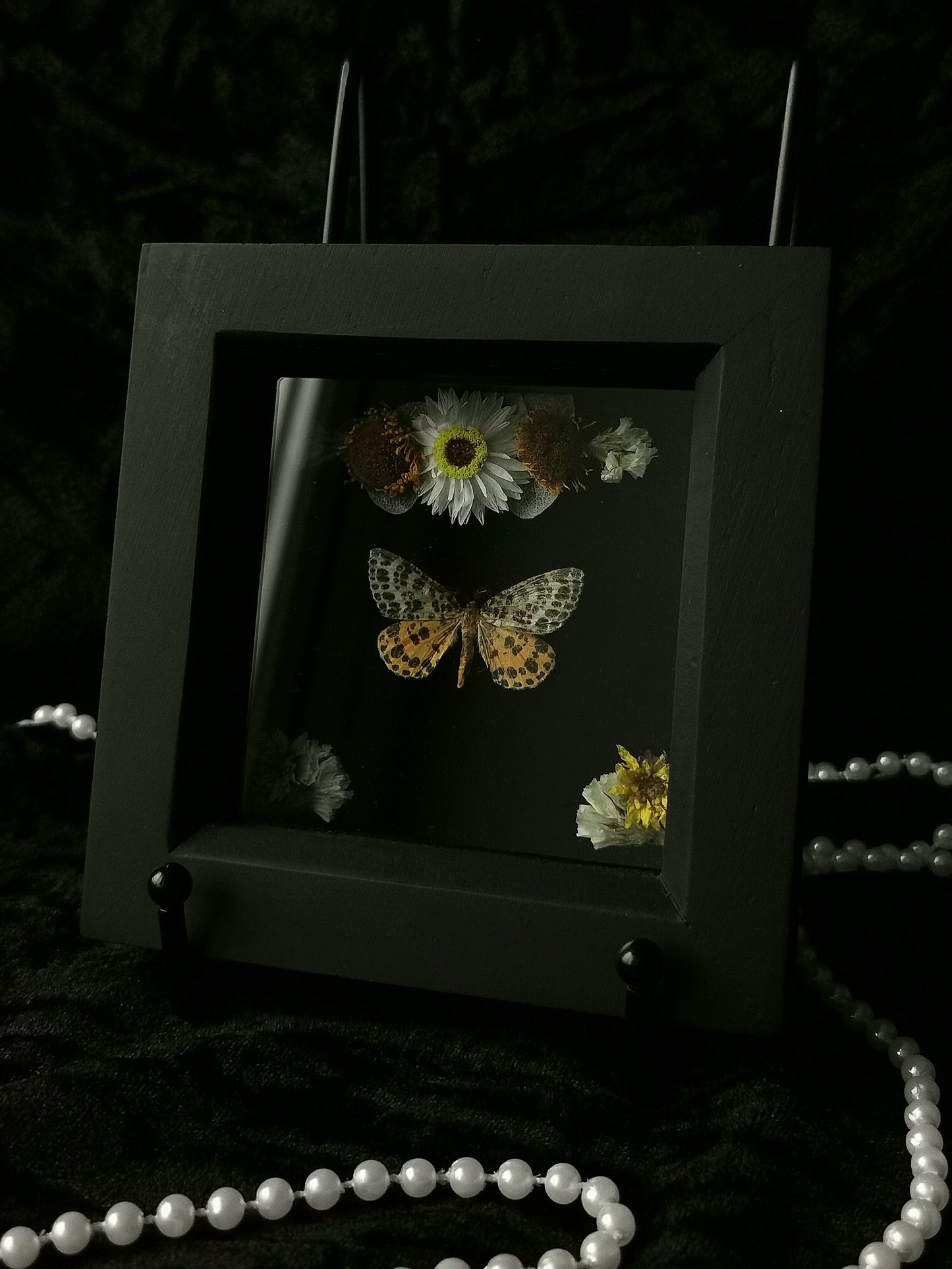 Spotted Beauty moth frame