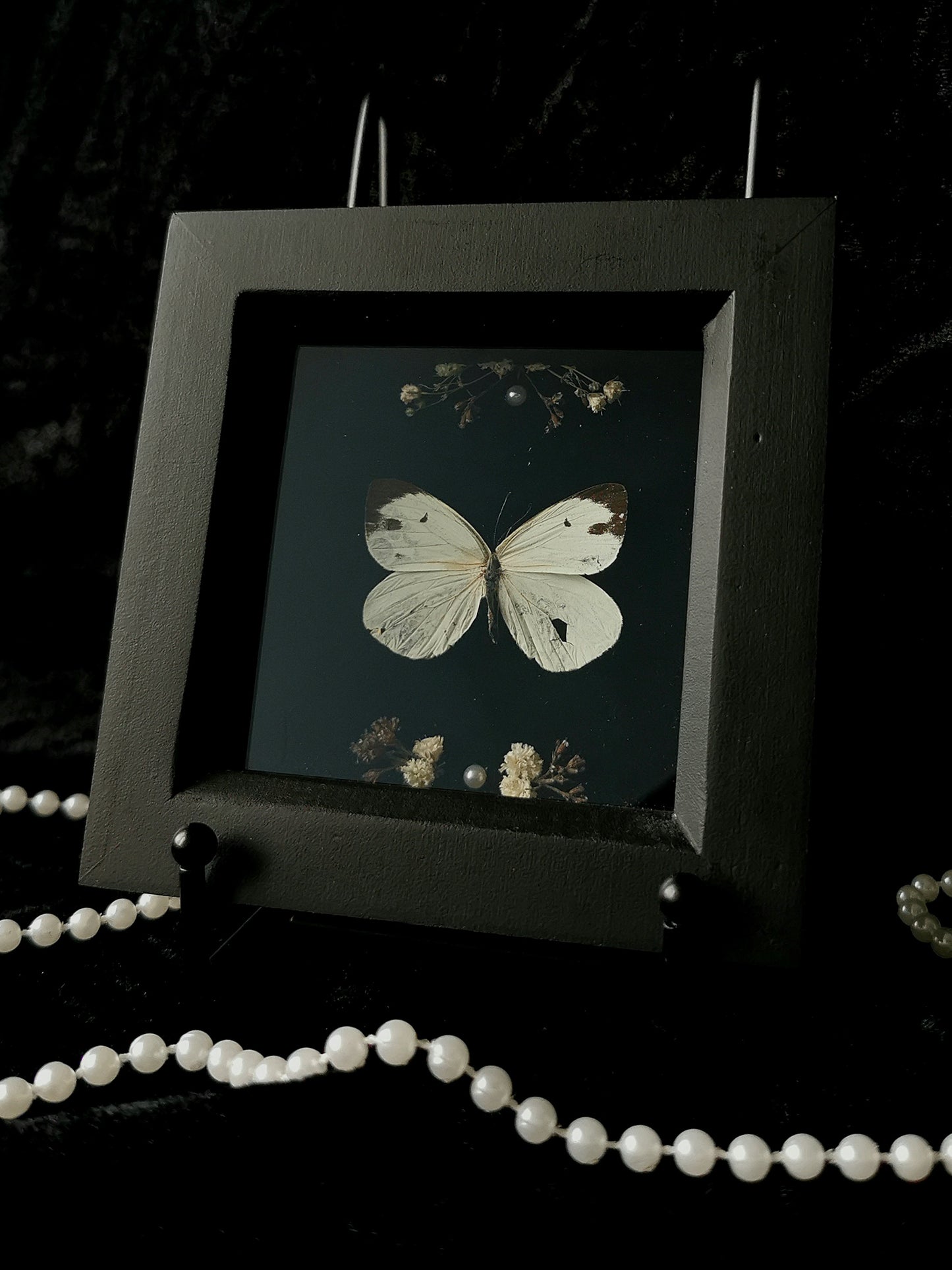 Naga White butterfly entomology frame