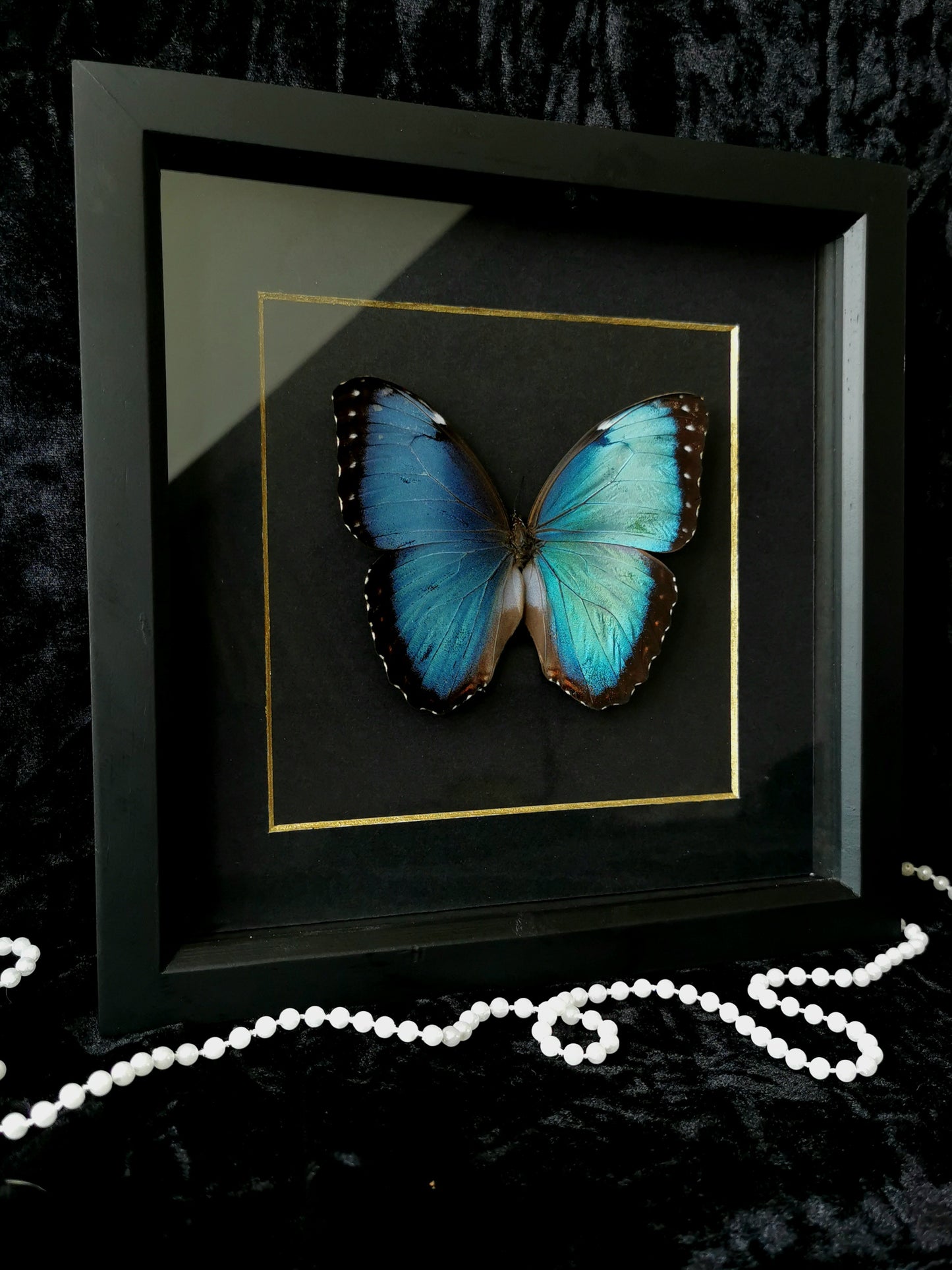 Helenor Morpho butterfly minimalist frame