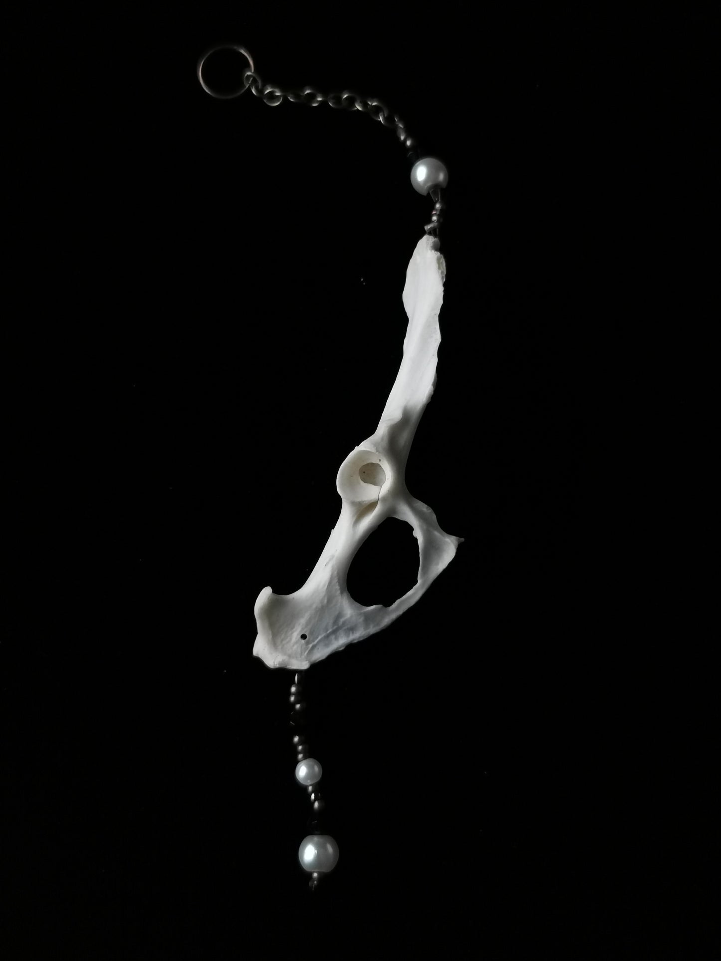 Rabbit pelvis suncatcher