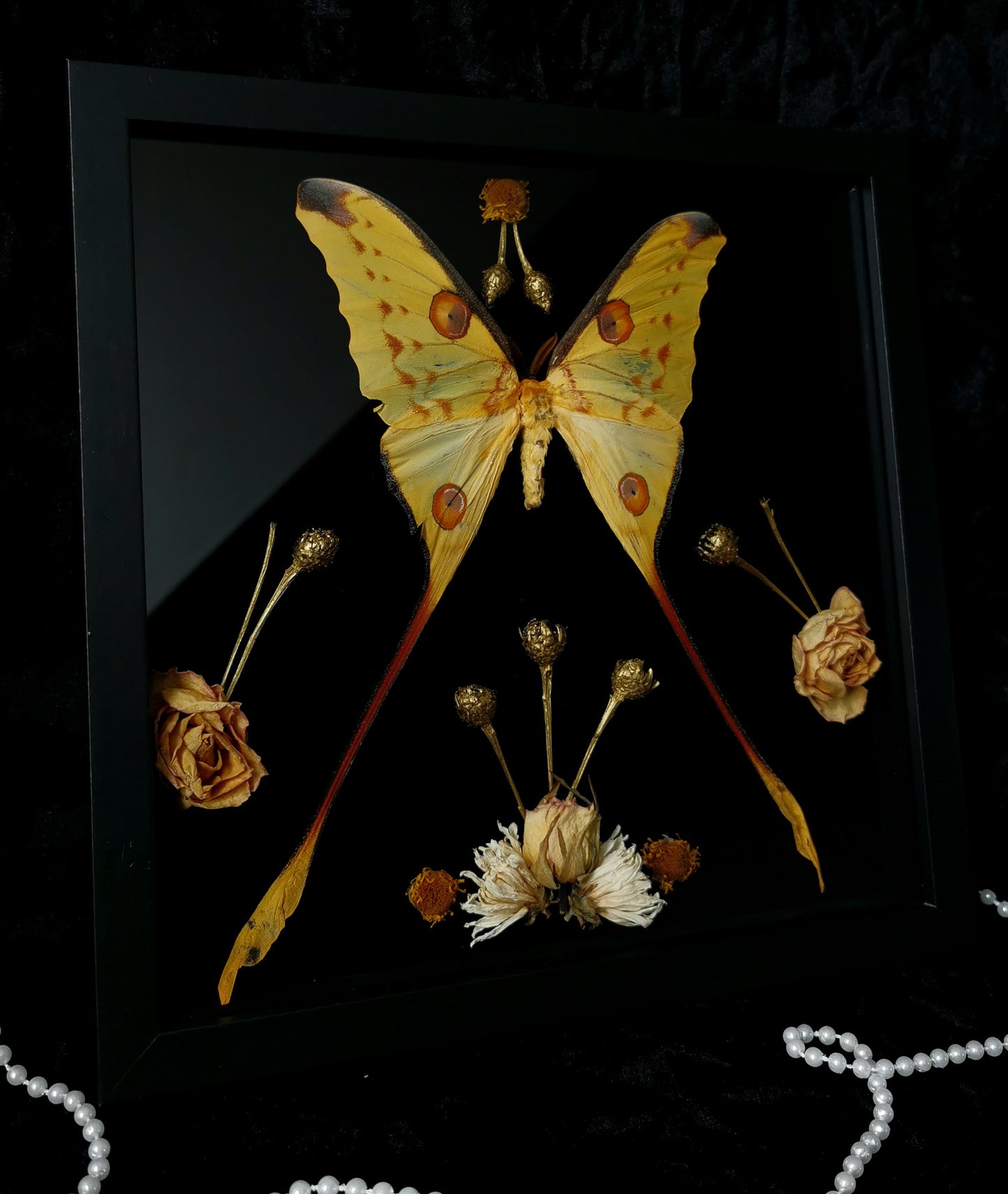 Madagascan Moon Moth entomology frame with dried flowers