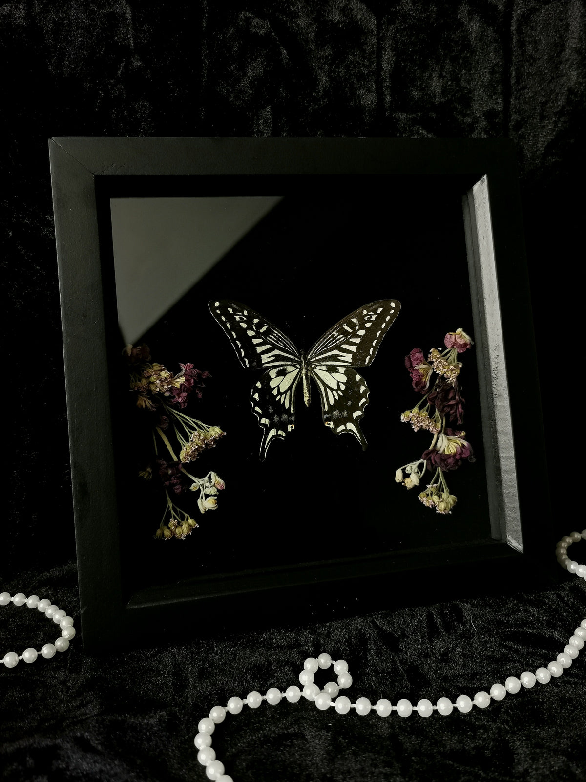 Asian Swallowtail butterfly
