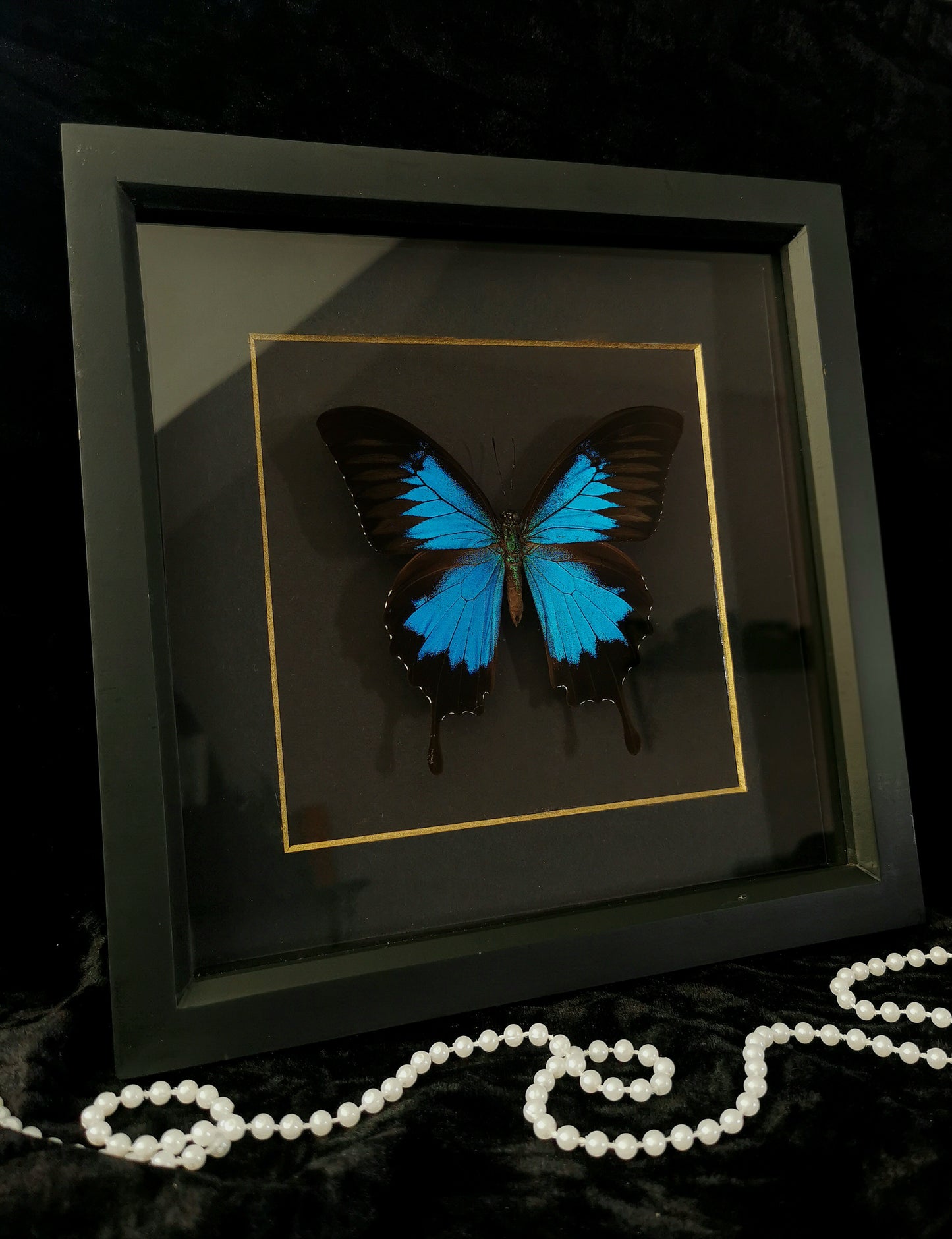 Blue Mountain Swallowtail minimalist entomology frame