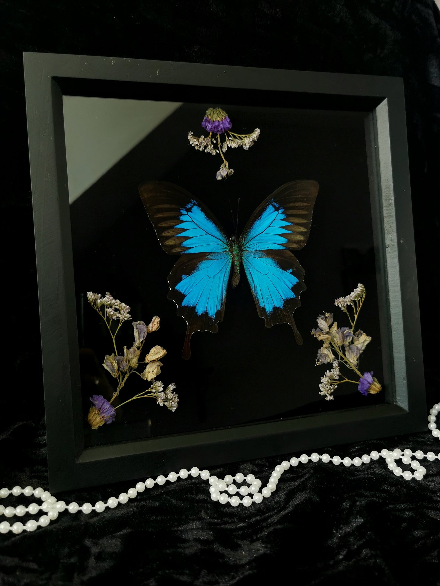 Blue Mountain Swallowtail butterfly frame with dried flowers