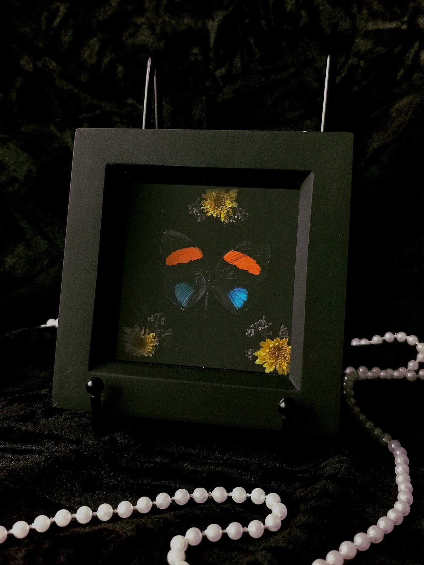 Aegina Numberwing butterfly frame