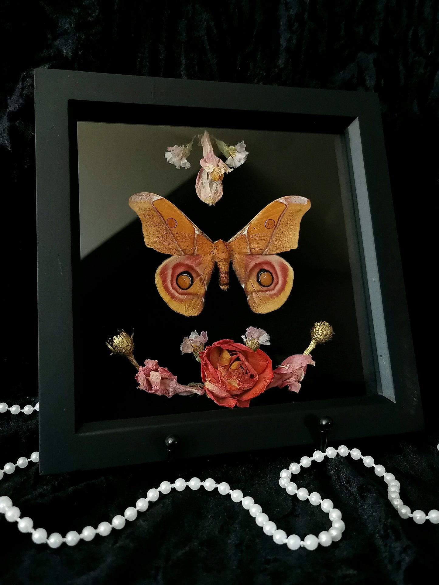 Bullseye Moth frame with dried flowers
