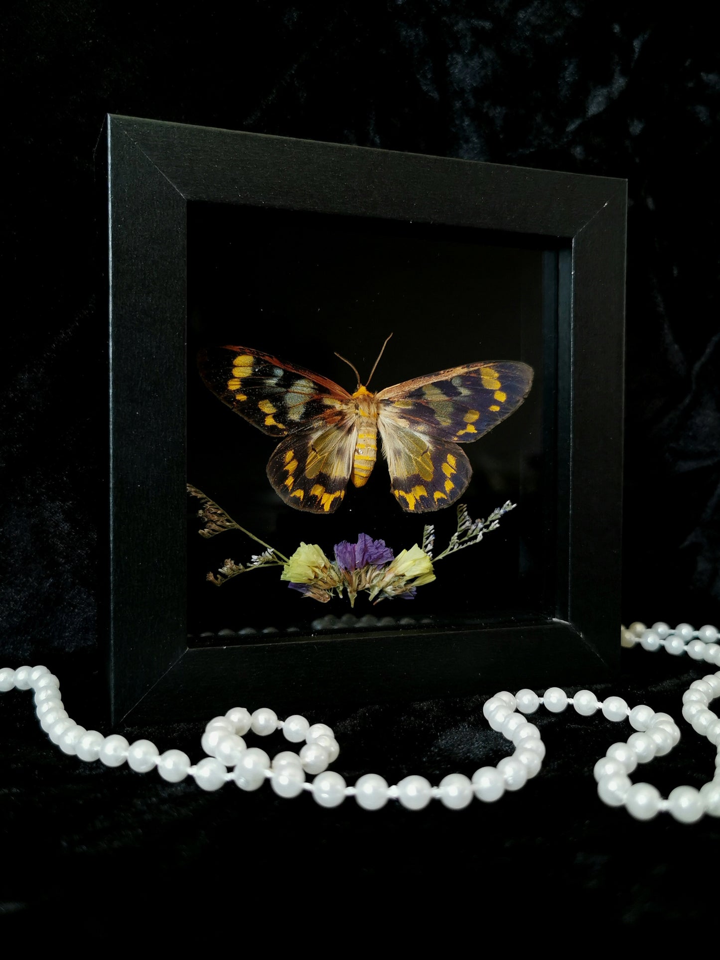 Four-o'clock moth entomology frame with dried flowers