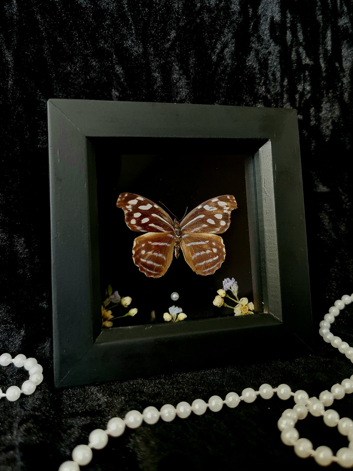 Blue wave butterfly entomology frame with dried flowers