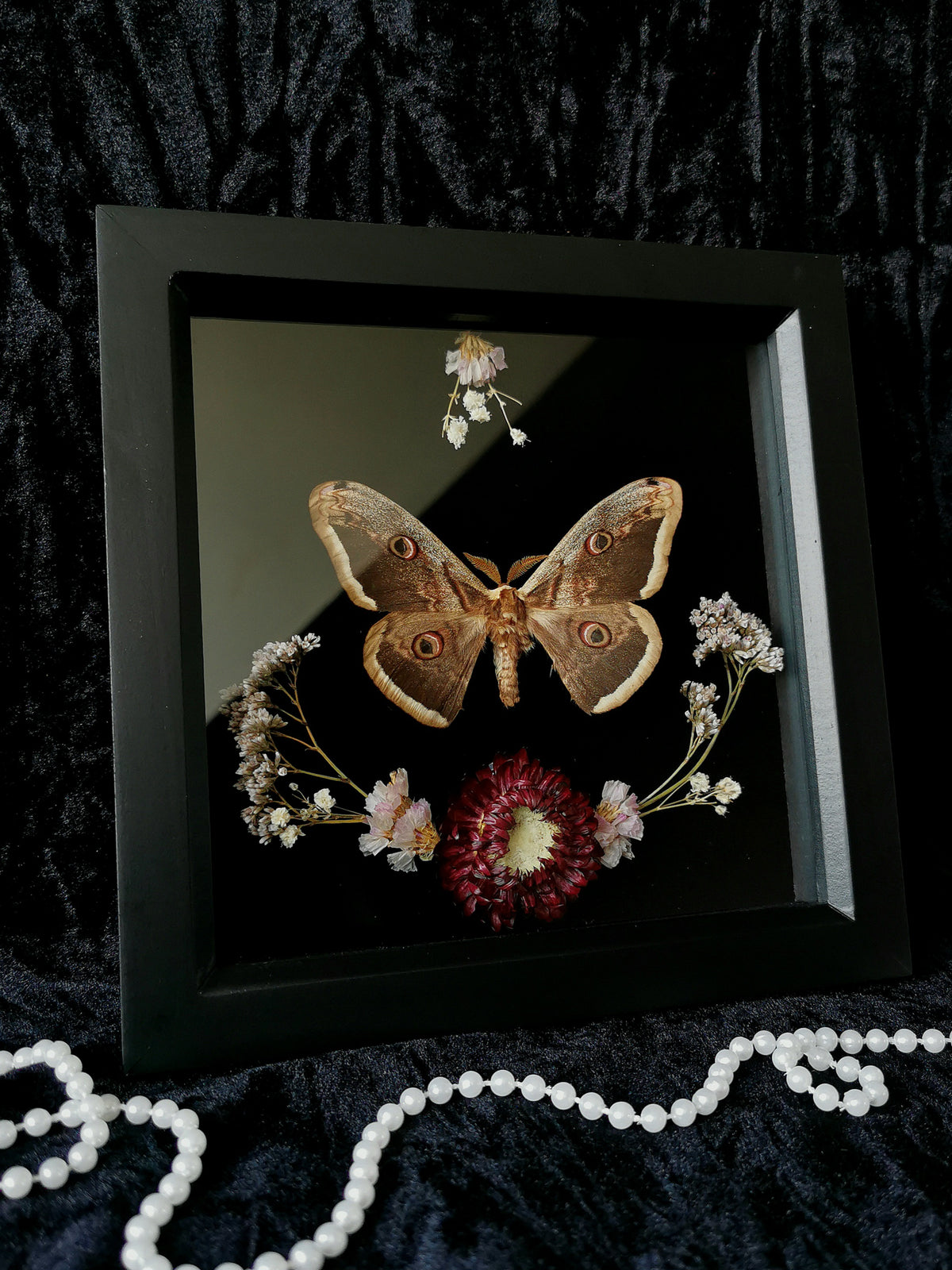 Giant Peacock Moth entomology frame with dried flowers