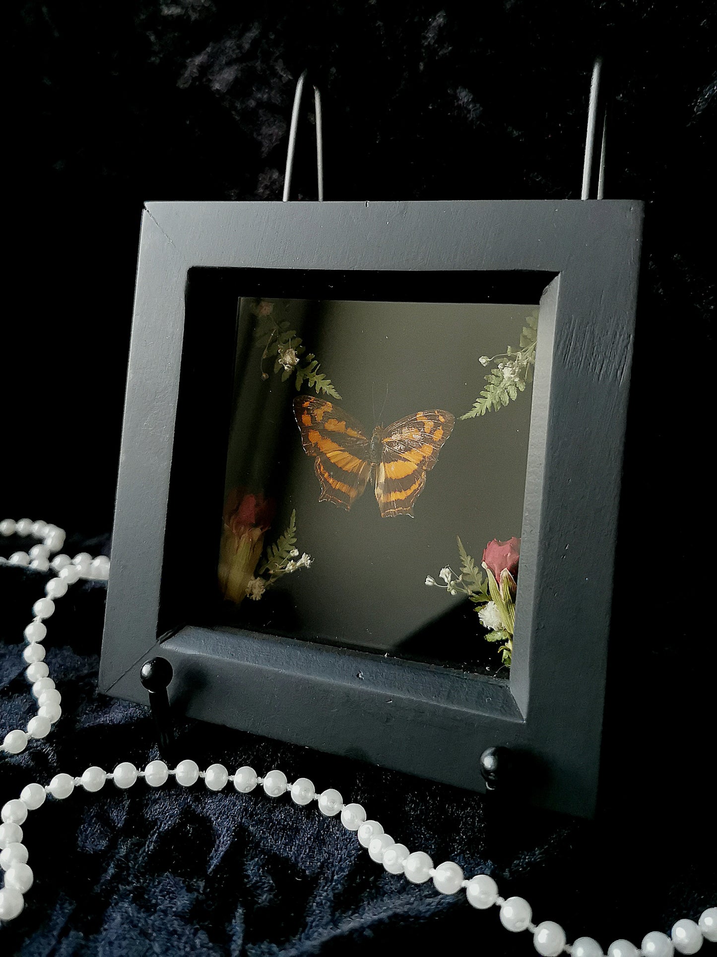 Common jester butterfly entomology frame