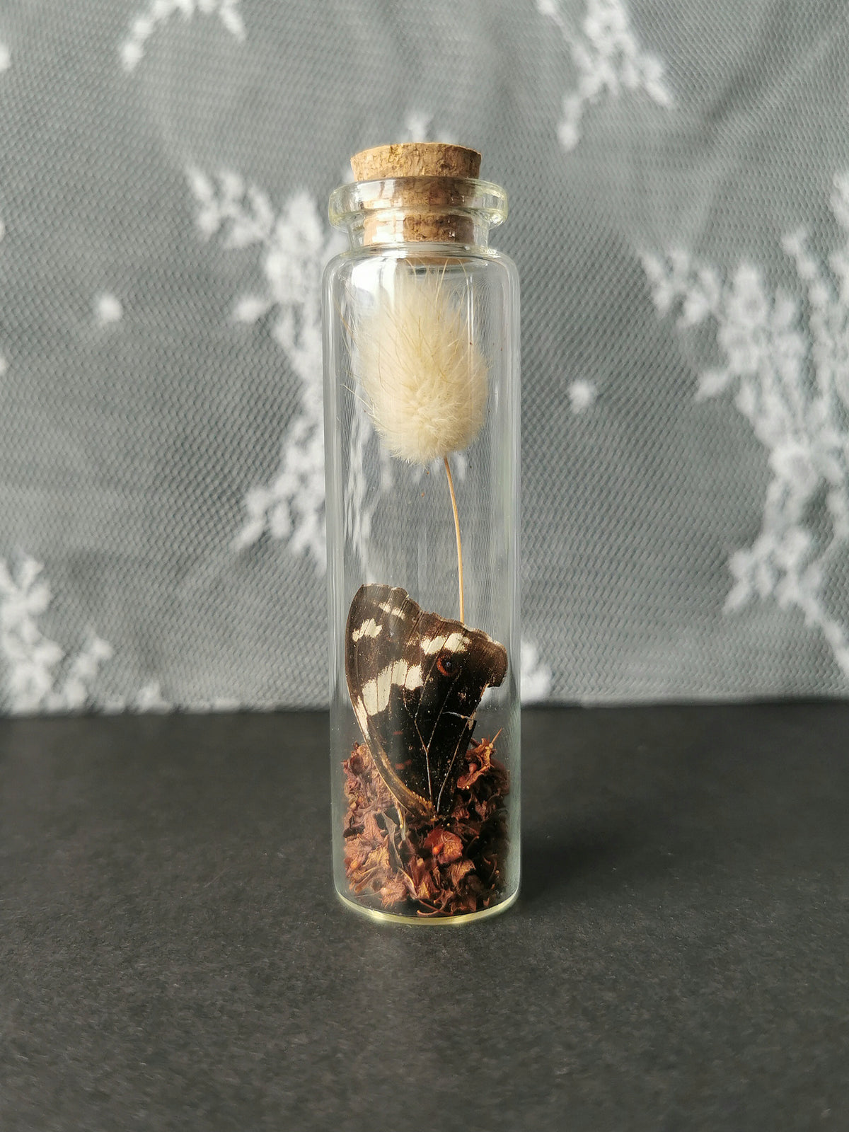 Small curiosity bottle