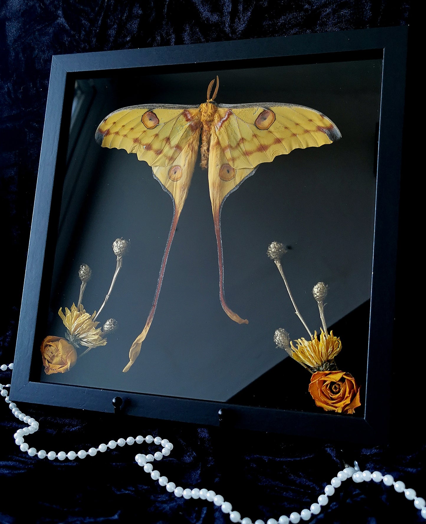 Madagascan Moon Moth entomology frame with dried flowers