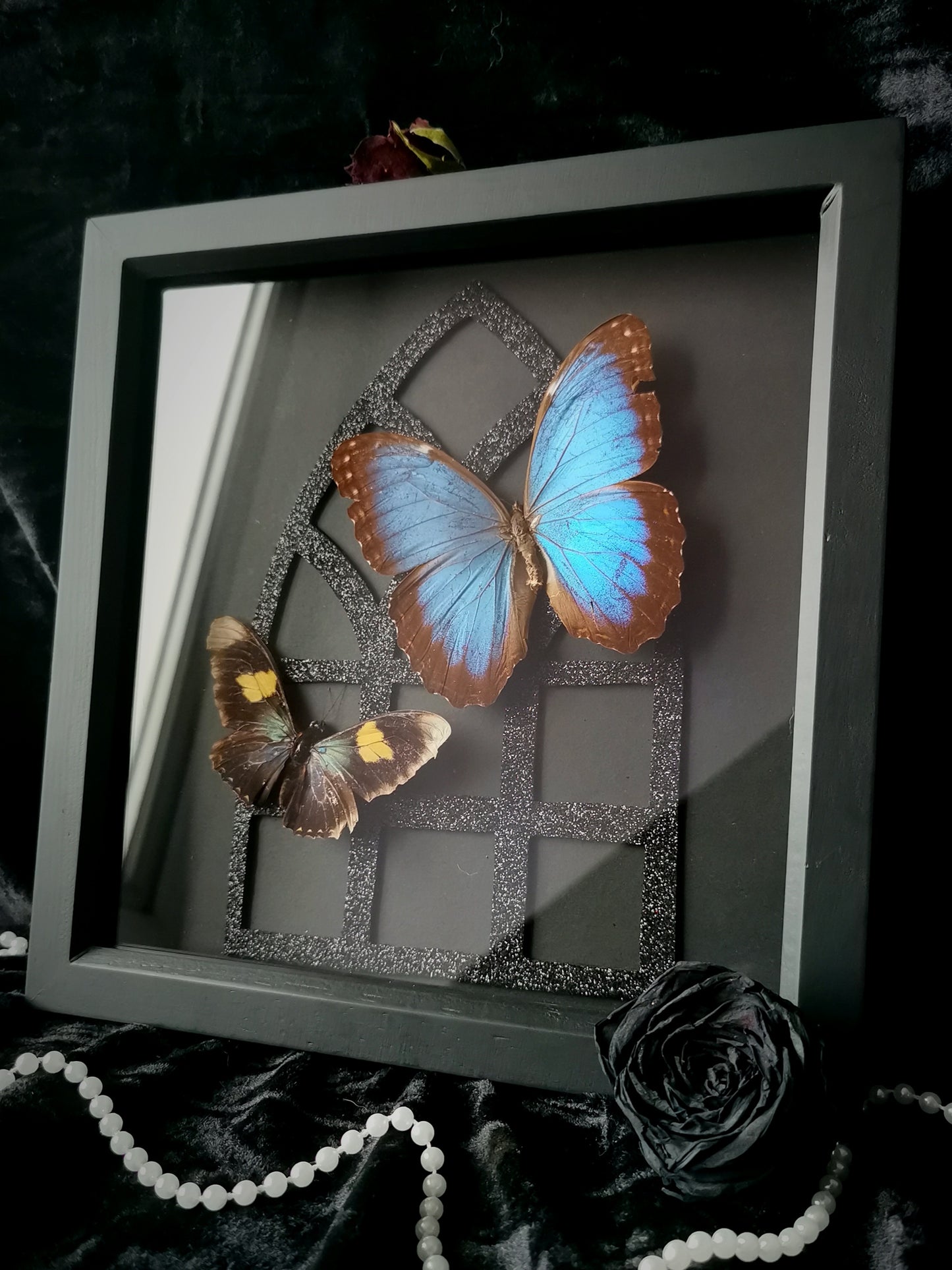 Blue Morpho/Longwing frame