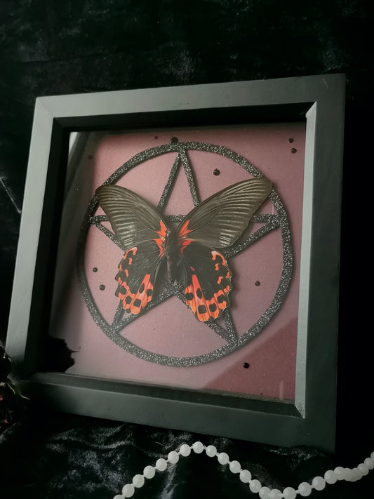 Scarlet Mormon frame