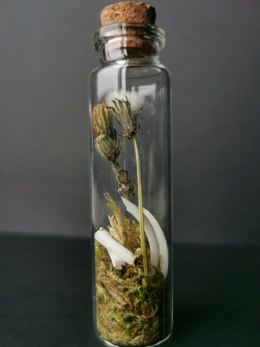 Small curiosity bottle with bones