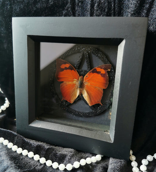 Pointed Leafwing butterfly frame