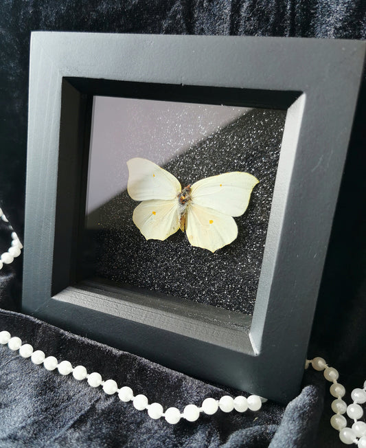 Common Brimstone butterfly frame